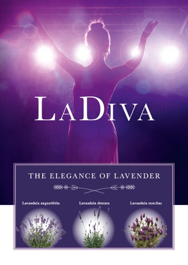 The elegance of lavender