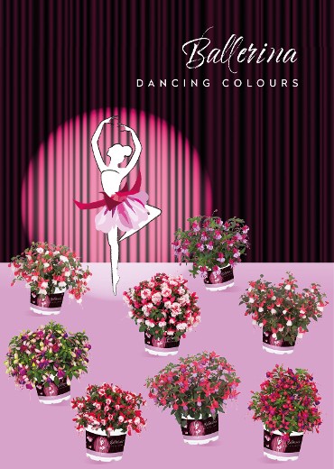 DANCING COLOURS