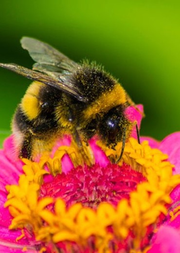 We examine factors such as nectar volume, sugar concentration, number of flowers, and color. The combinations and variations of these traits determine whether a plant is attractive to insects.
