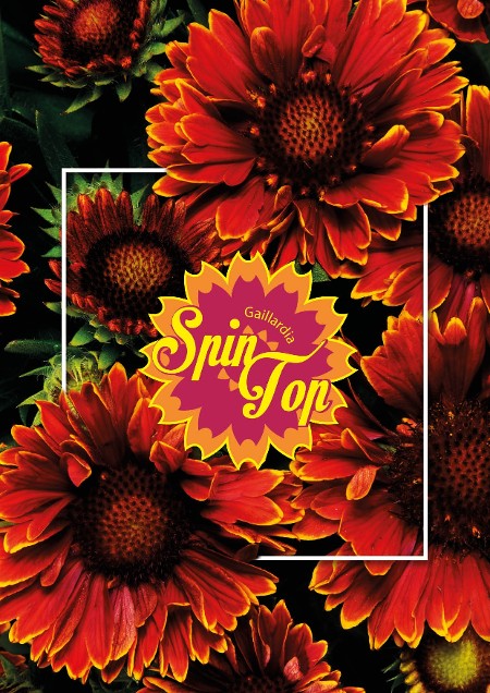 Spintop
