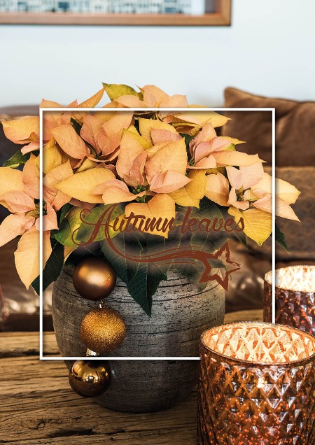 Autumn Leaves