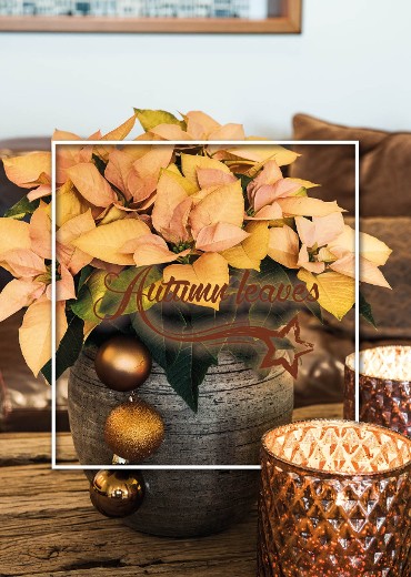 A trendy christmas decoration!