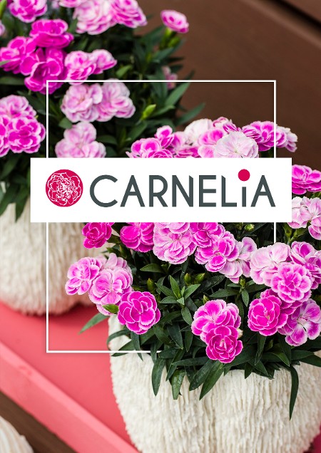 Carnelia