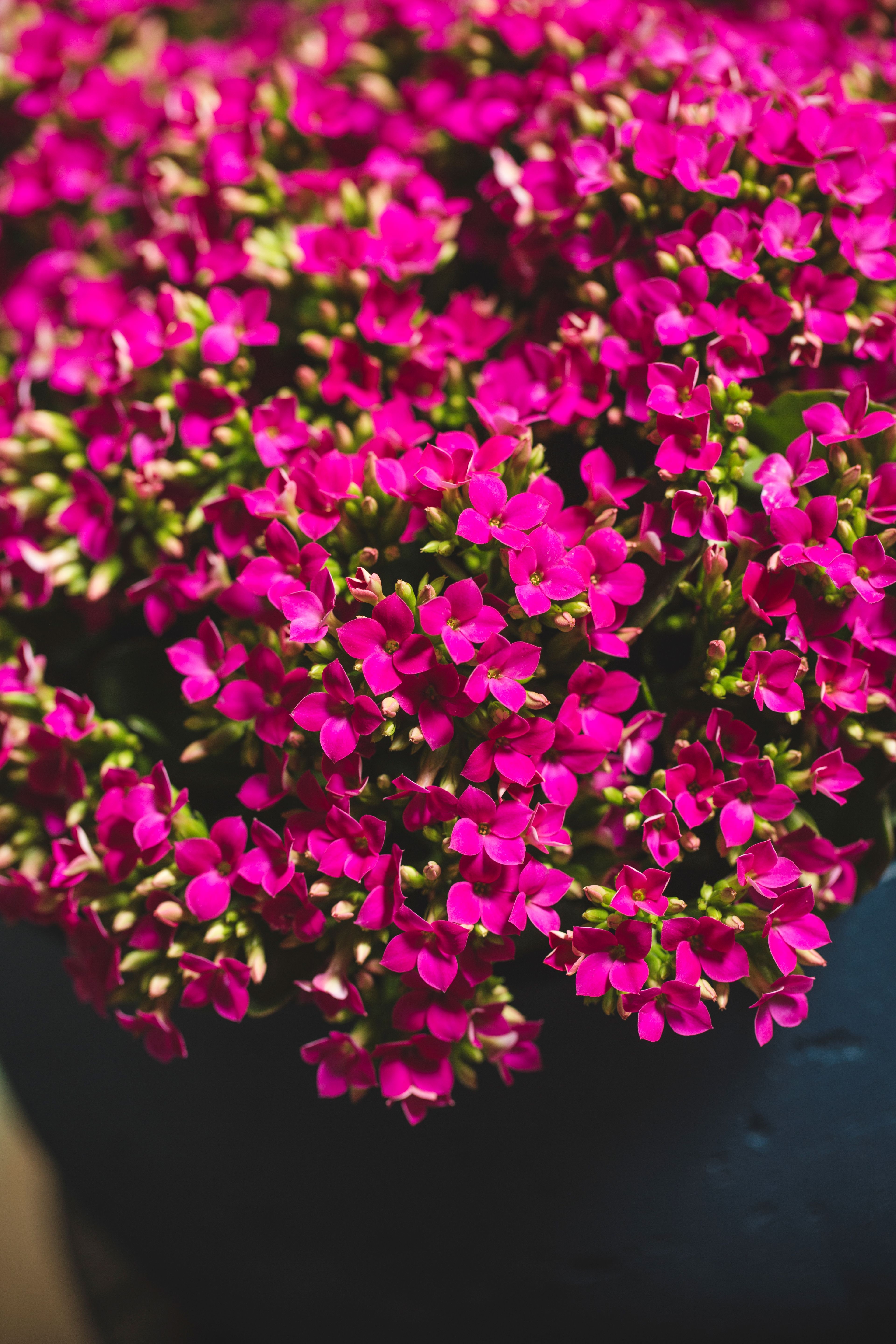 Kalanchoe Single