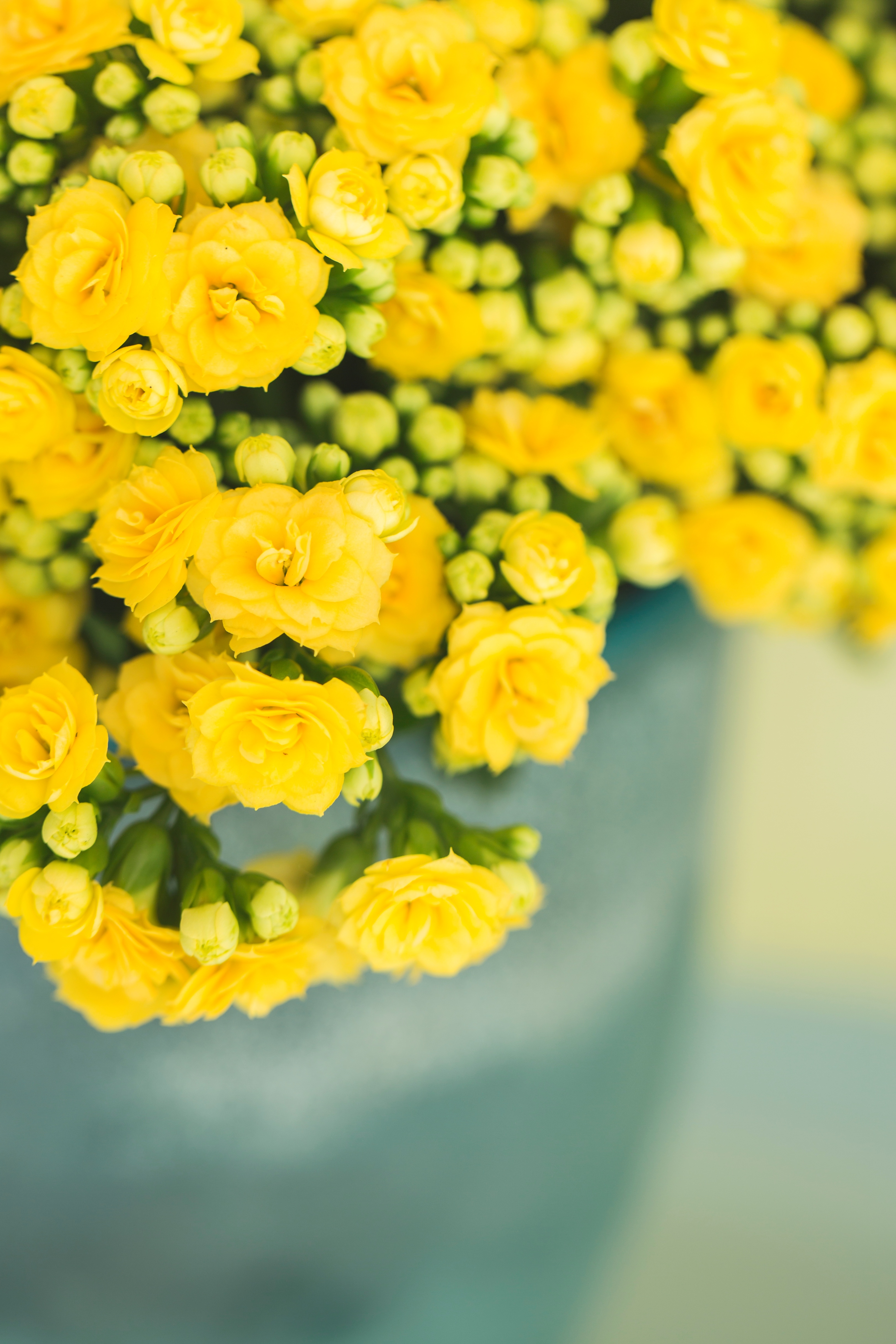 Kalanchoe Decorative