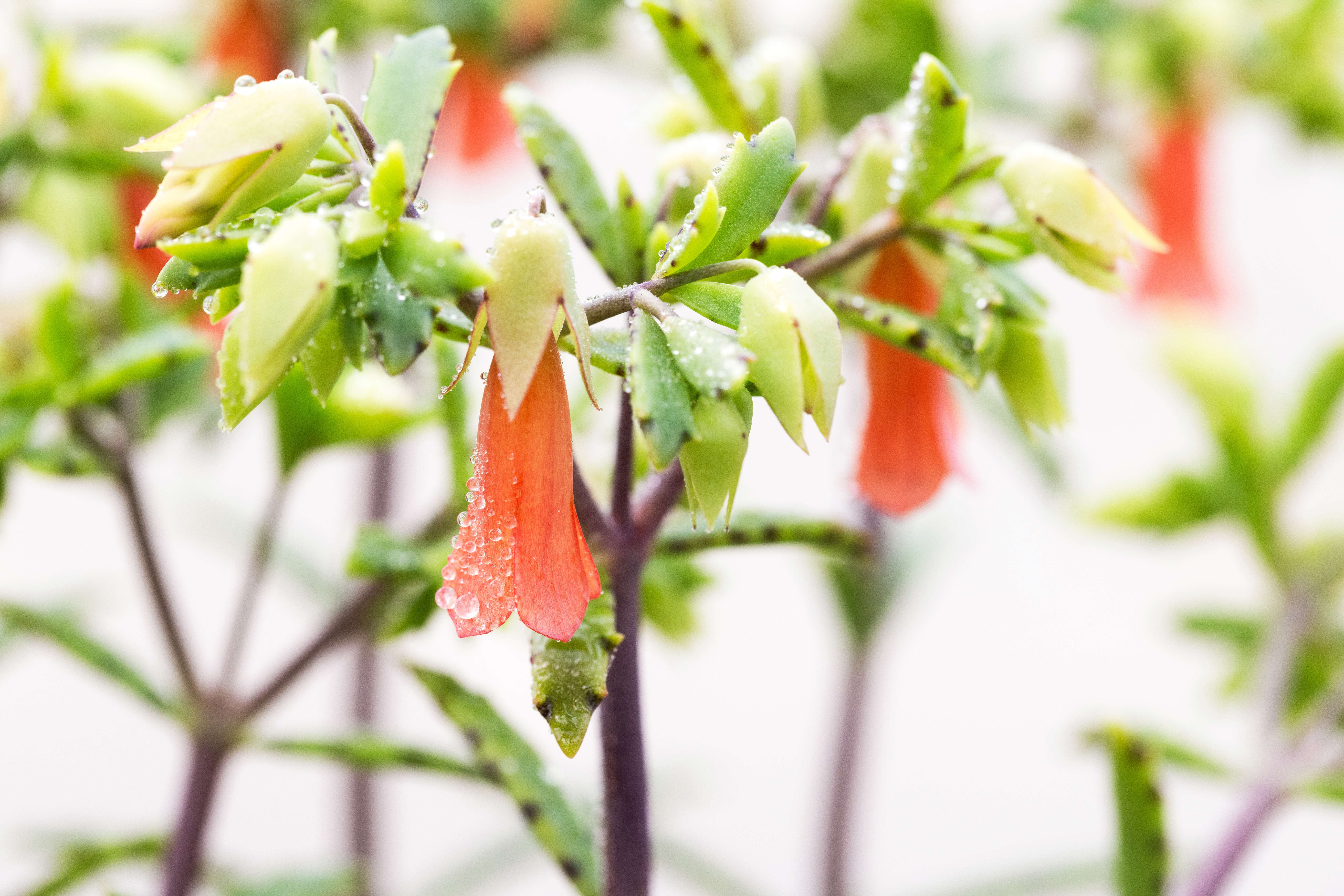 Kalanchoe Specialties