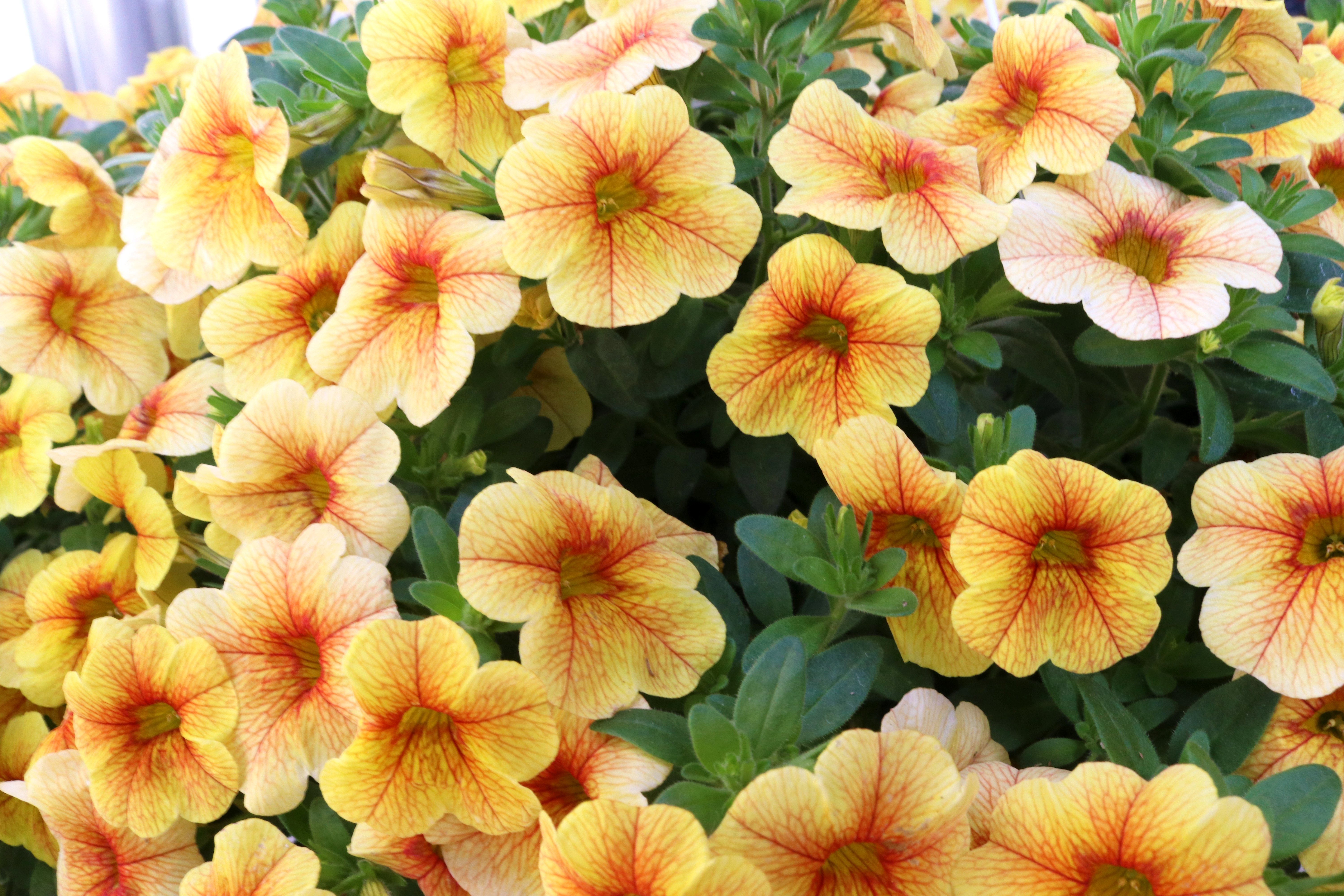 Calibrachoa Aloha Kona