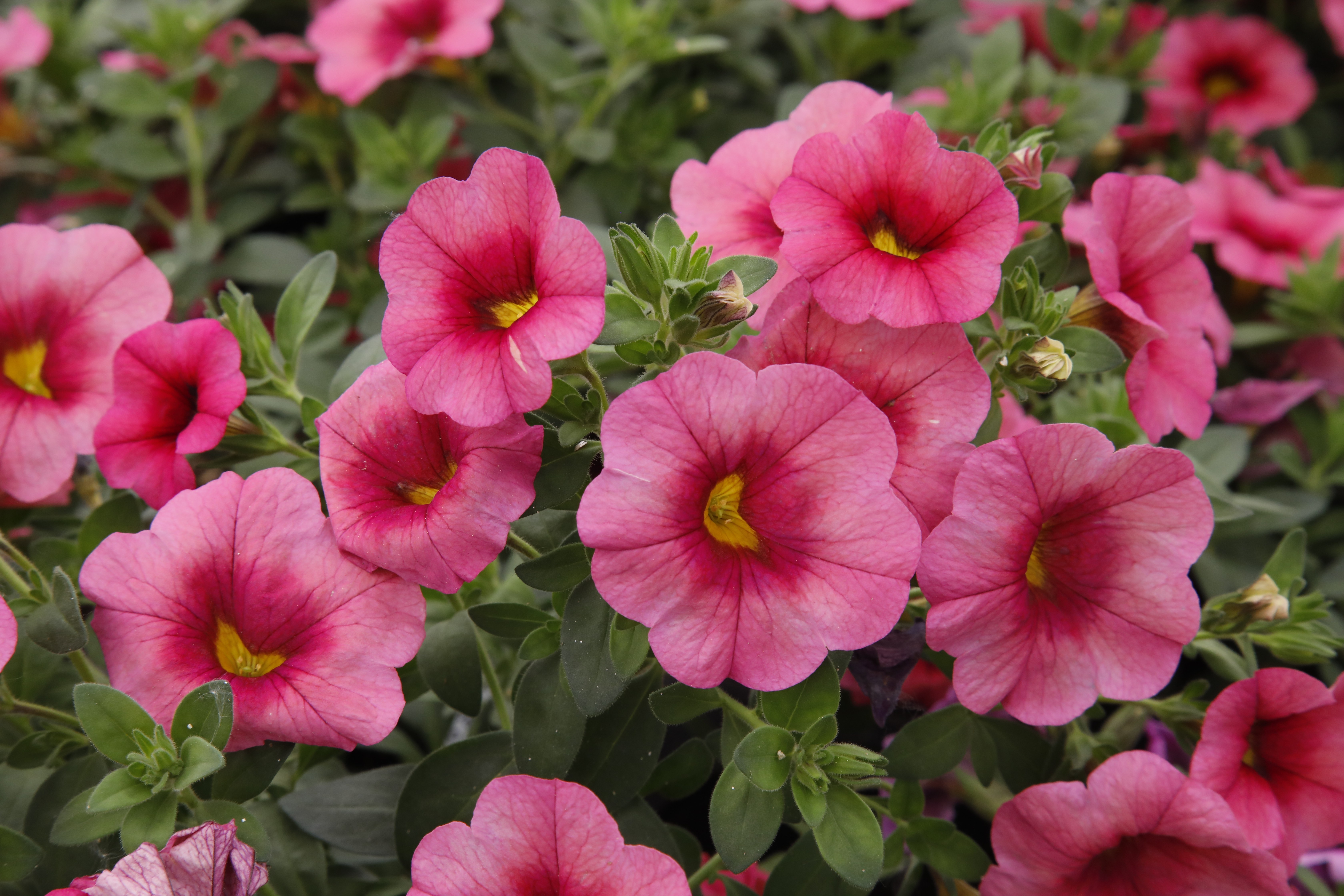 Calibrachoa Bloomtastic