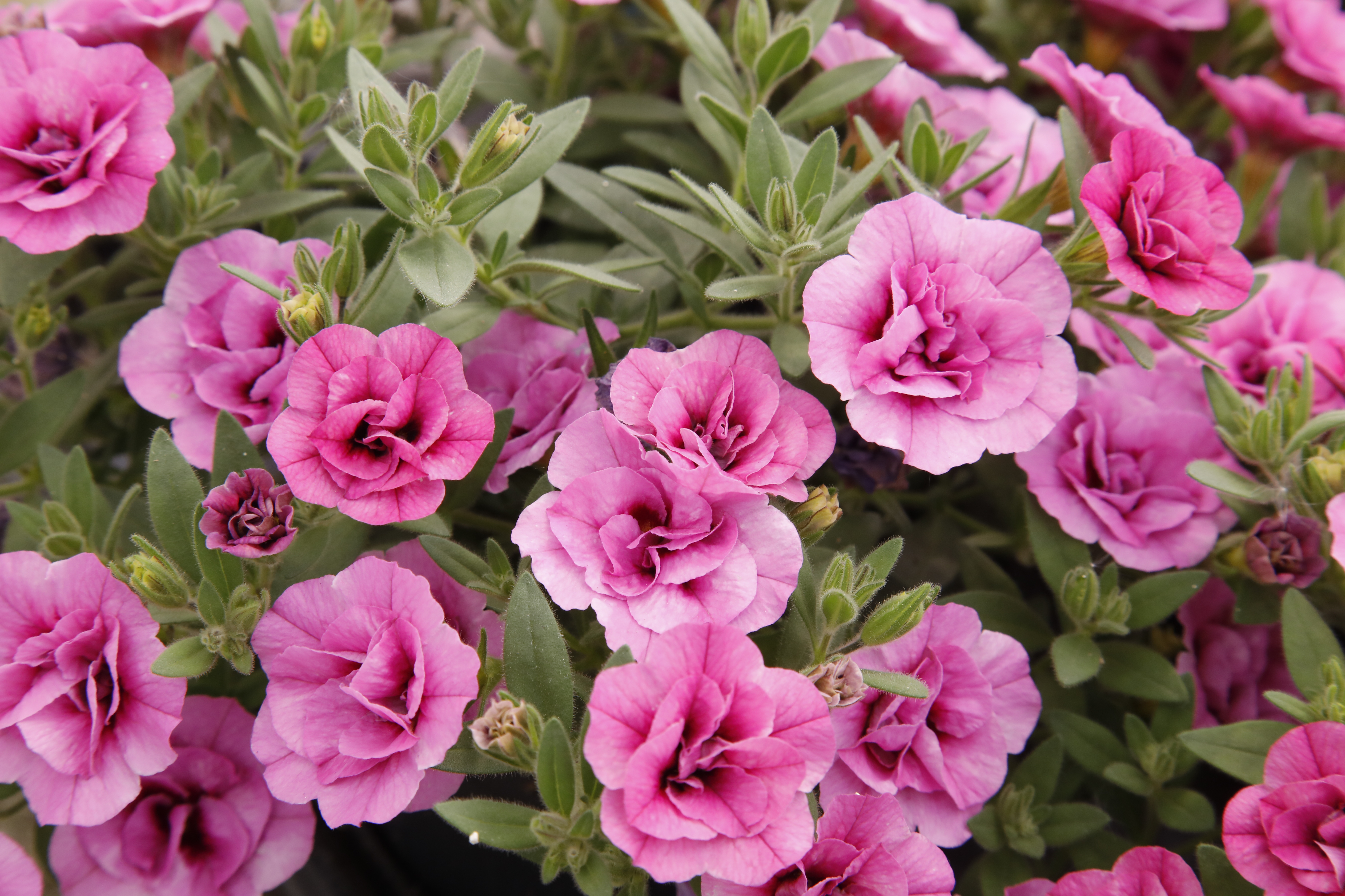 Calibrachoa Aloha Double