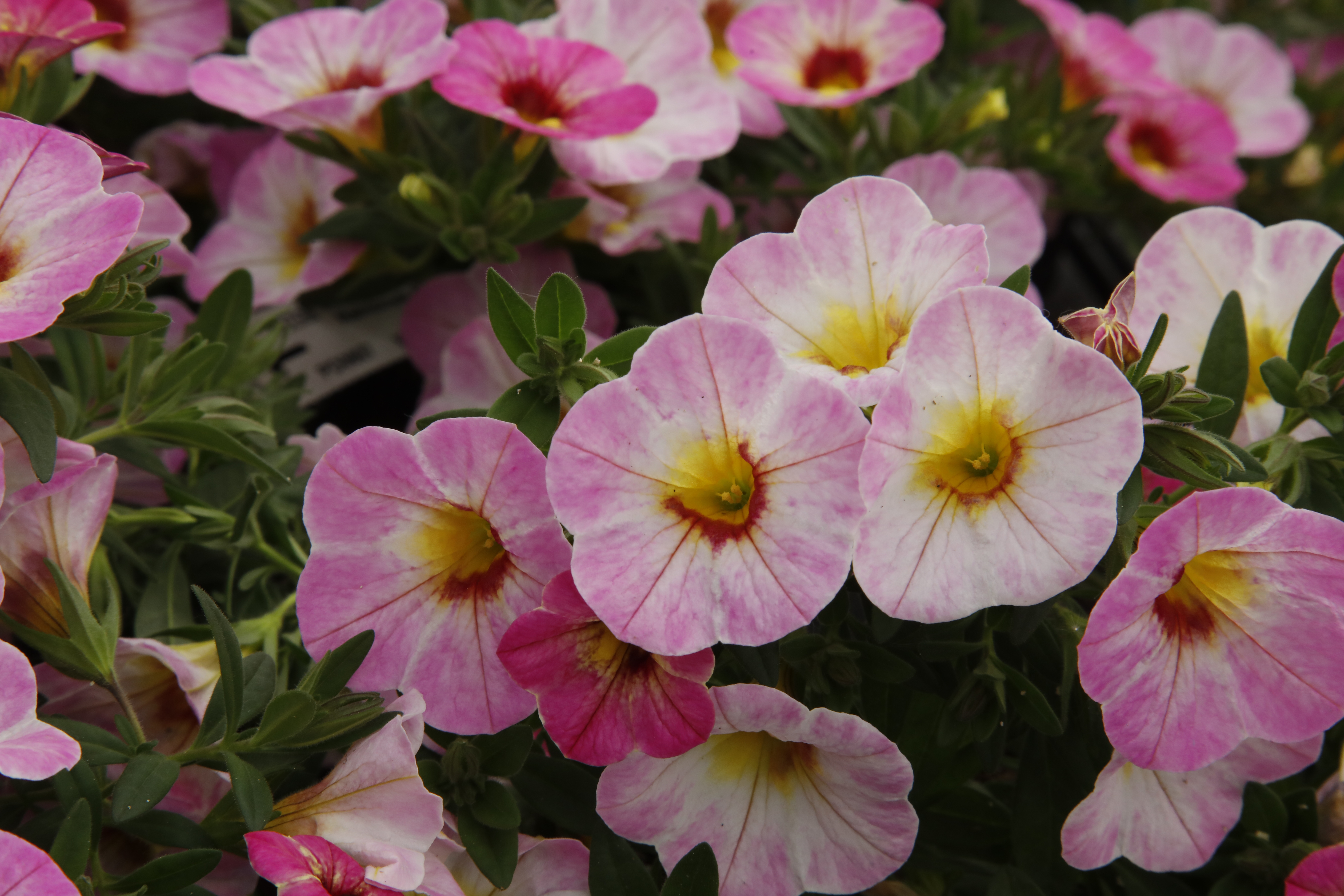 Calibrachoa Rainbow®