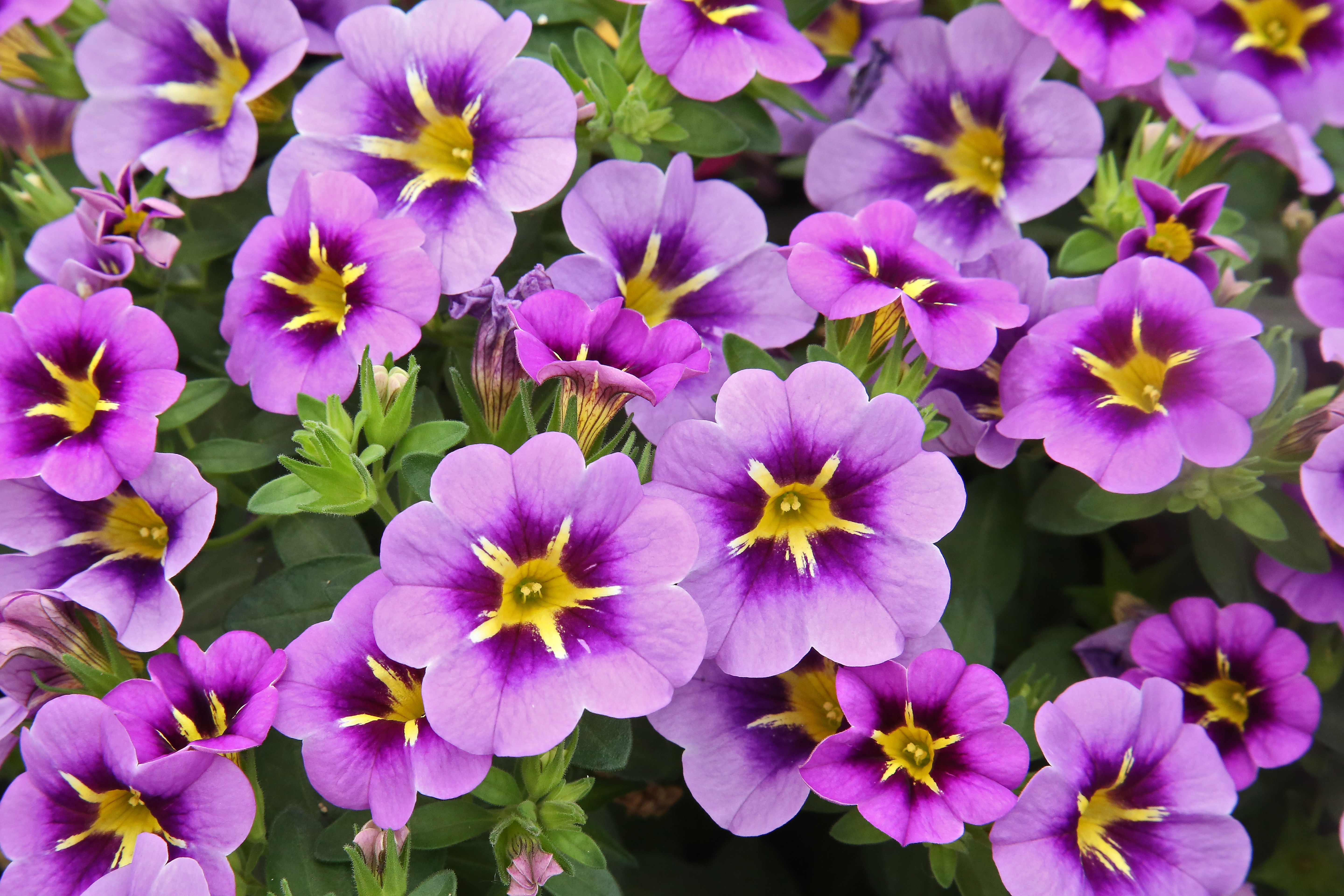 Calibrachoa Tik Tok®