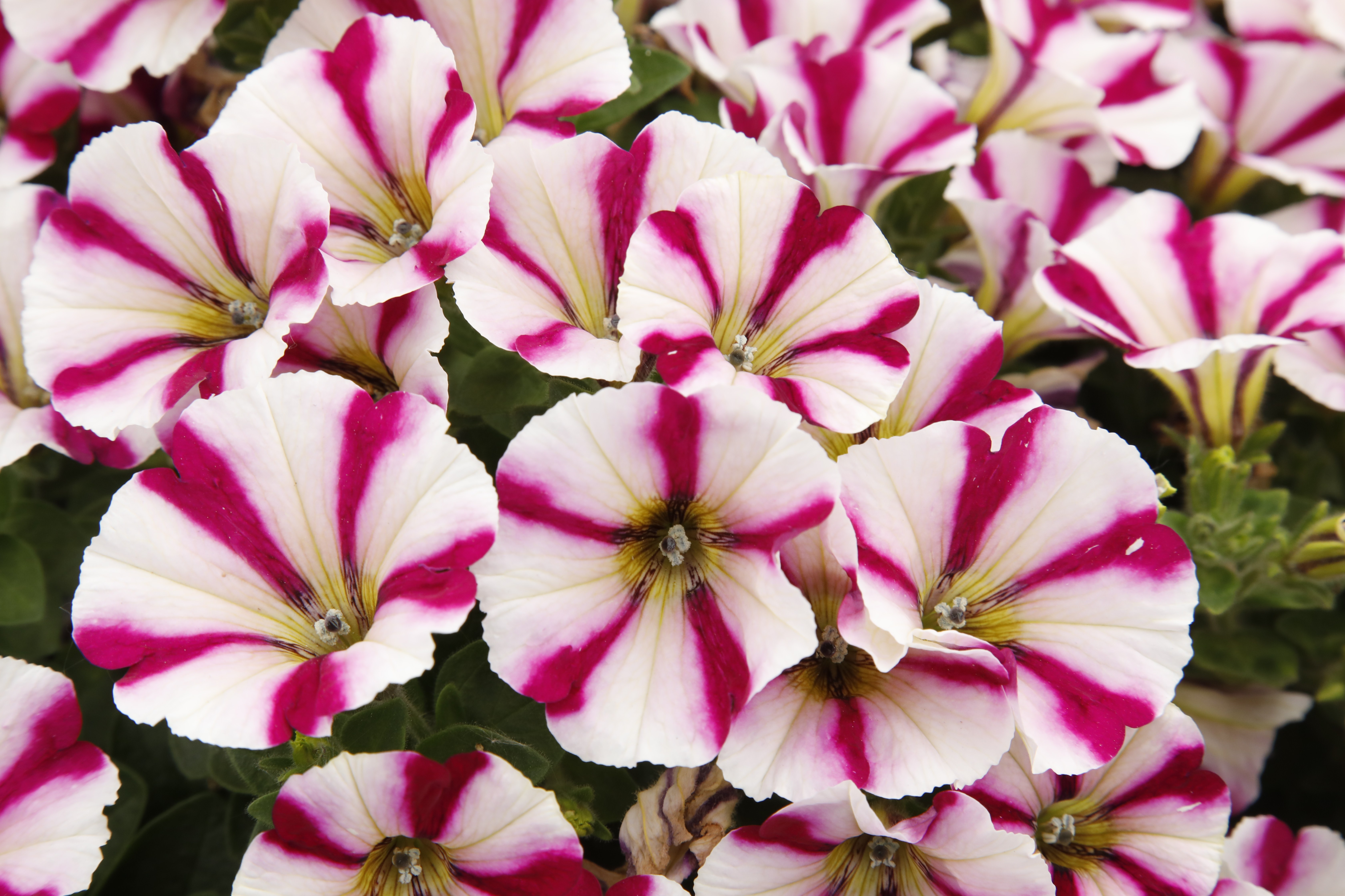 Petunia Sweetunia® Peppy®