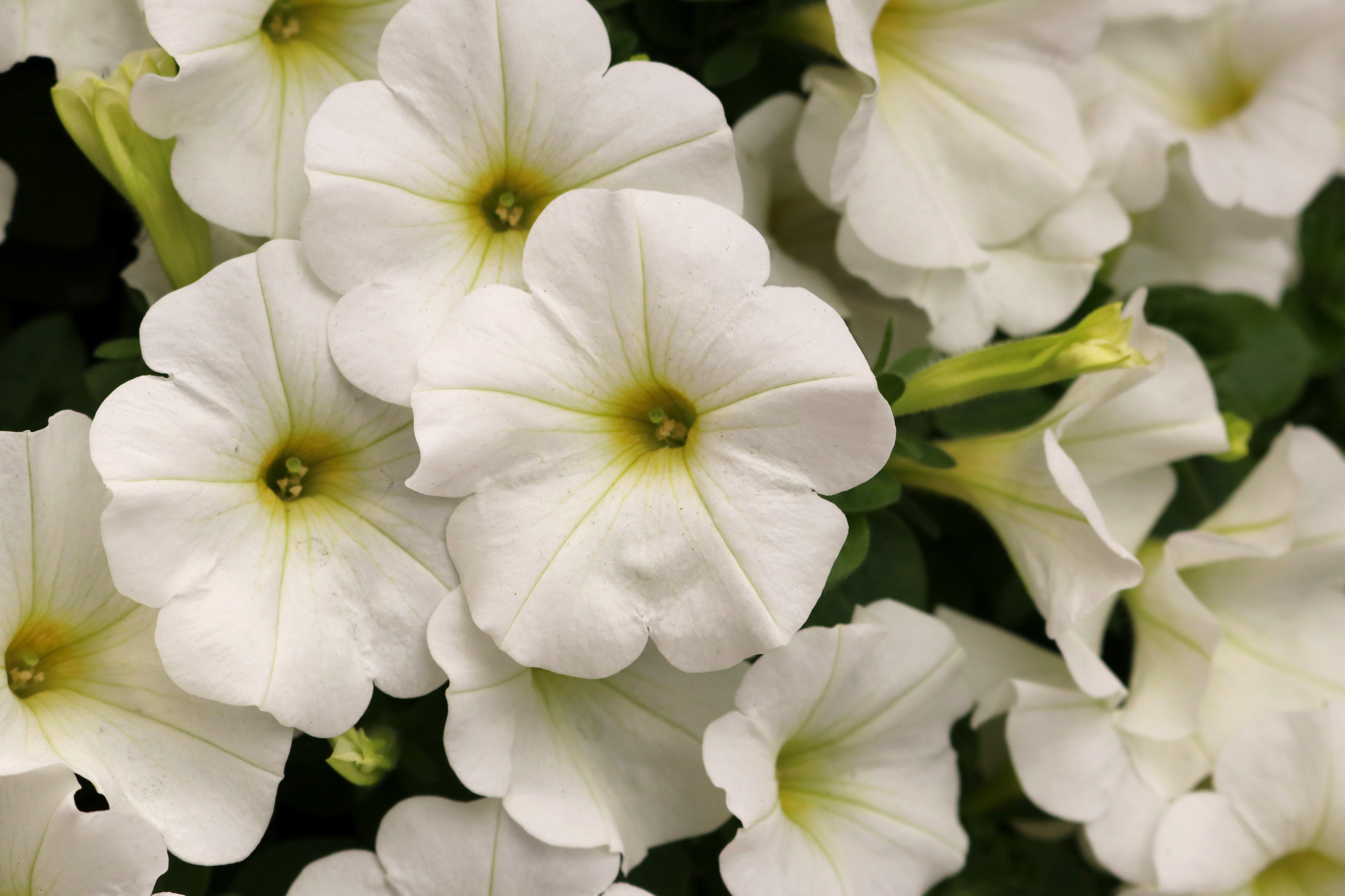 Petunia Potunia®