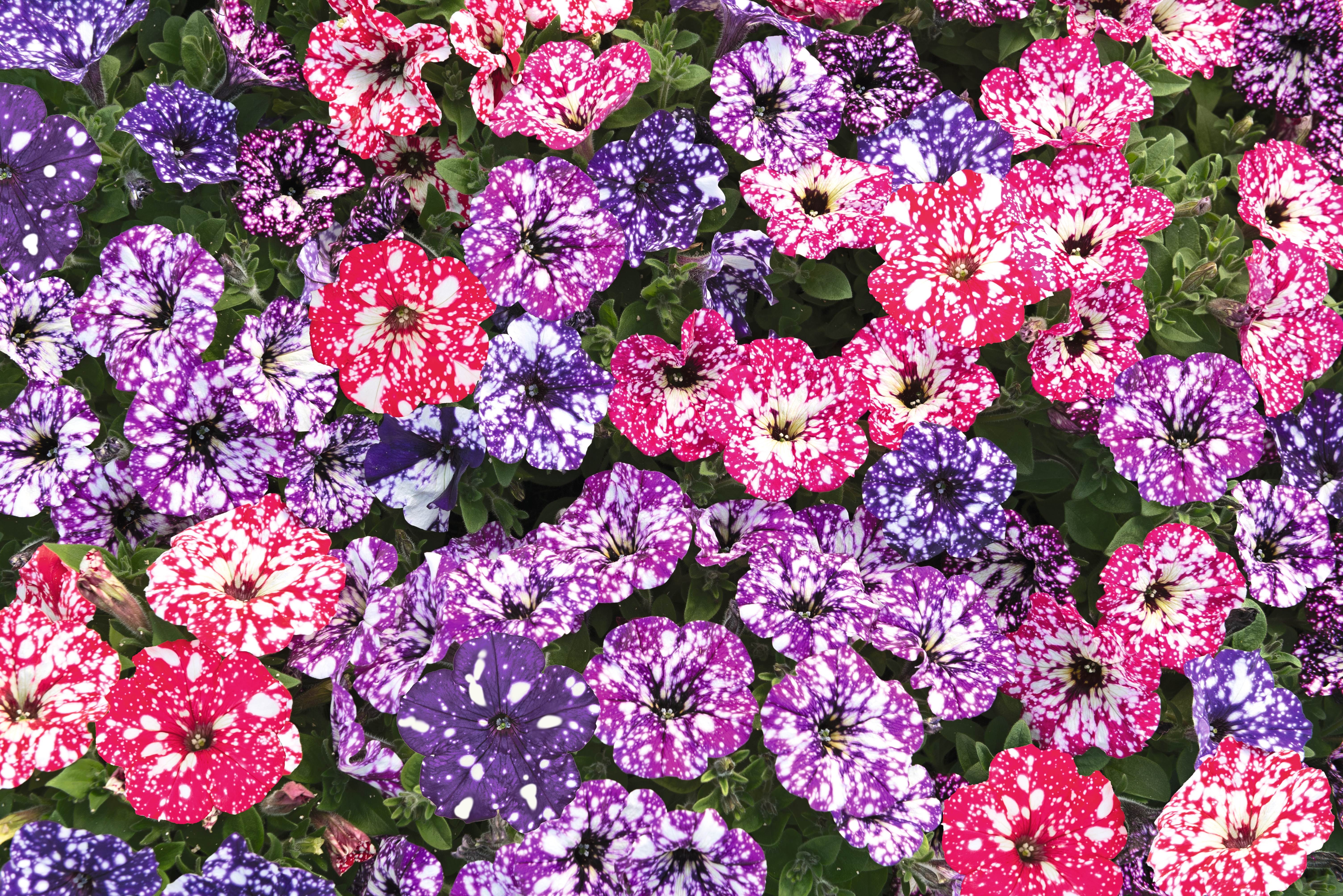 Petunia Sweetunia® Sparkling
