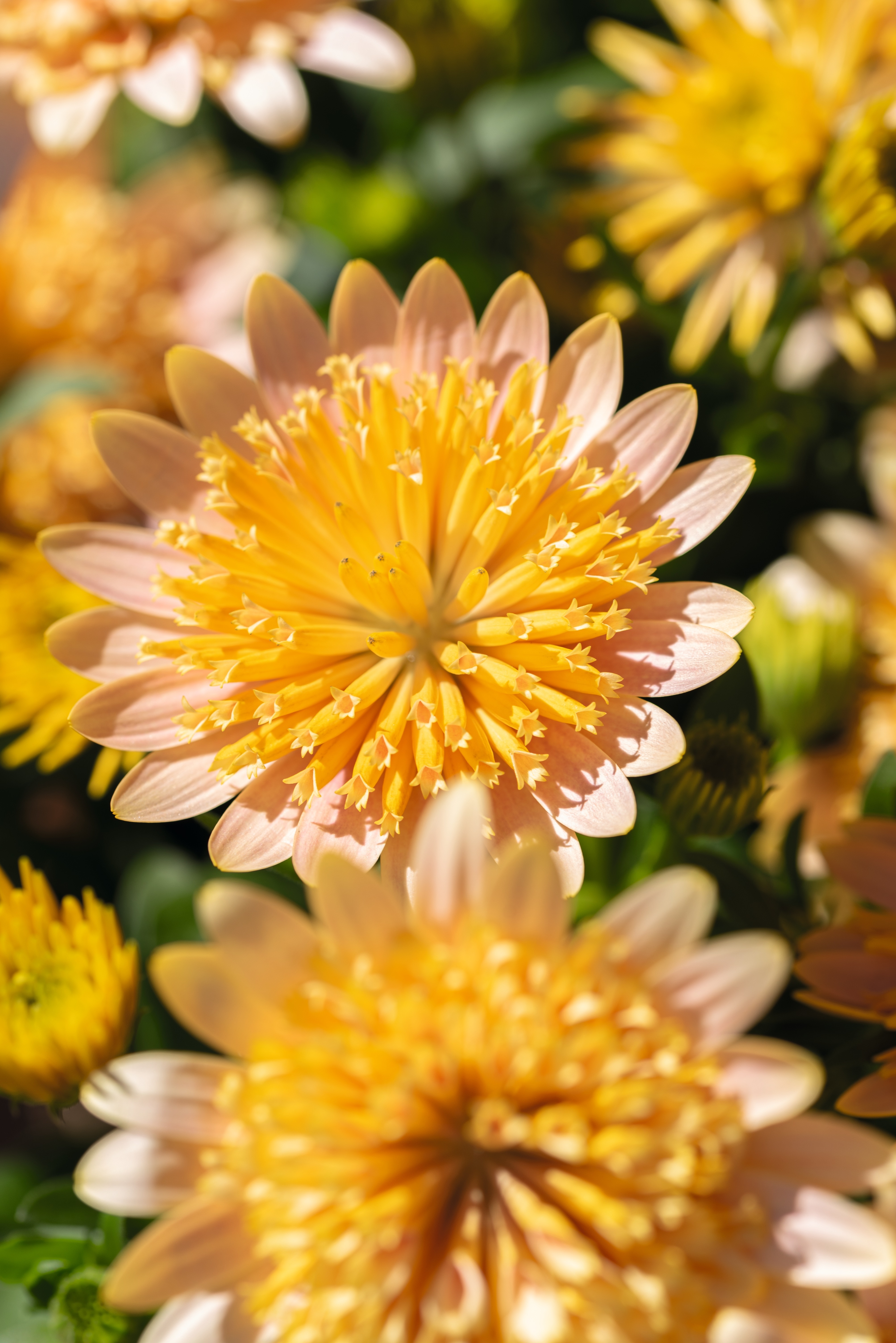 Osteospermum Margarita®