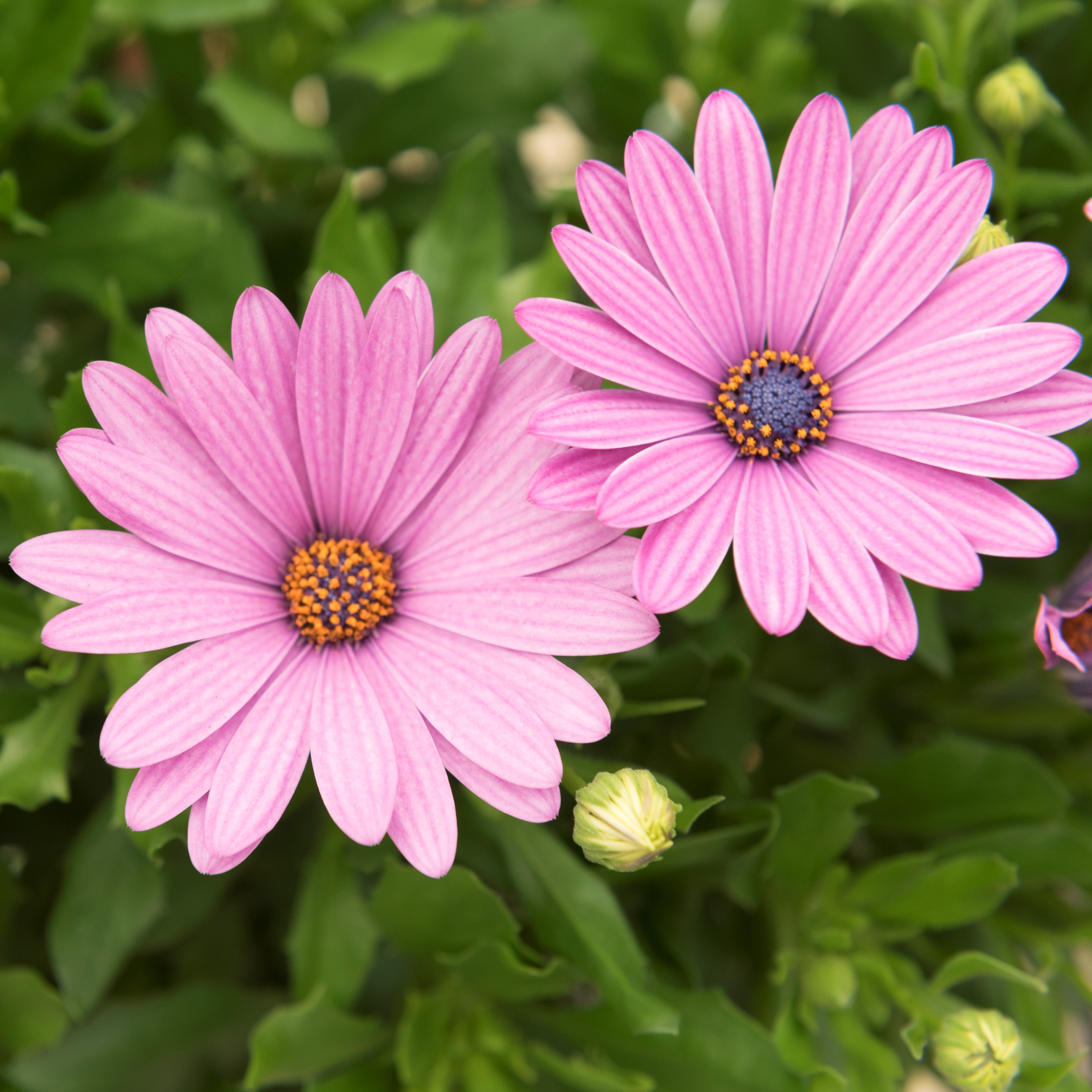 Osteospermum Margarita® Plus