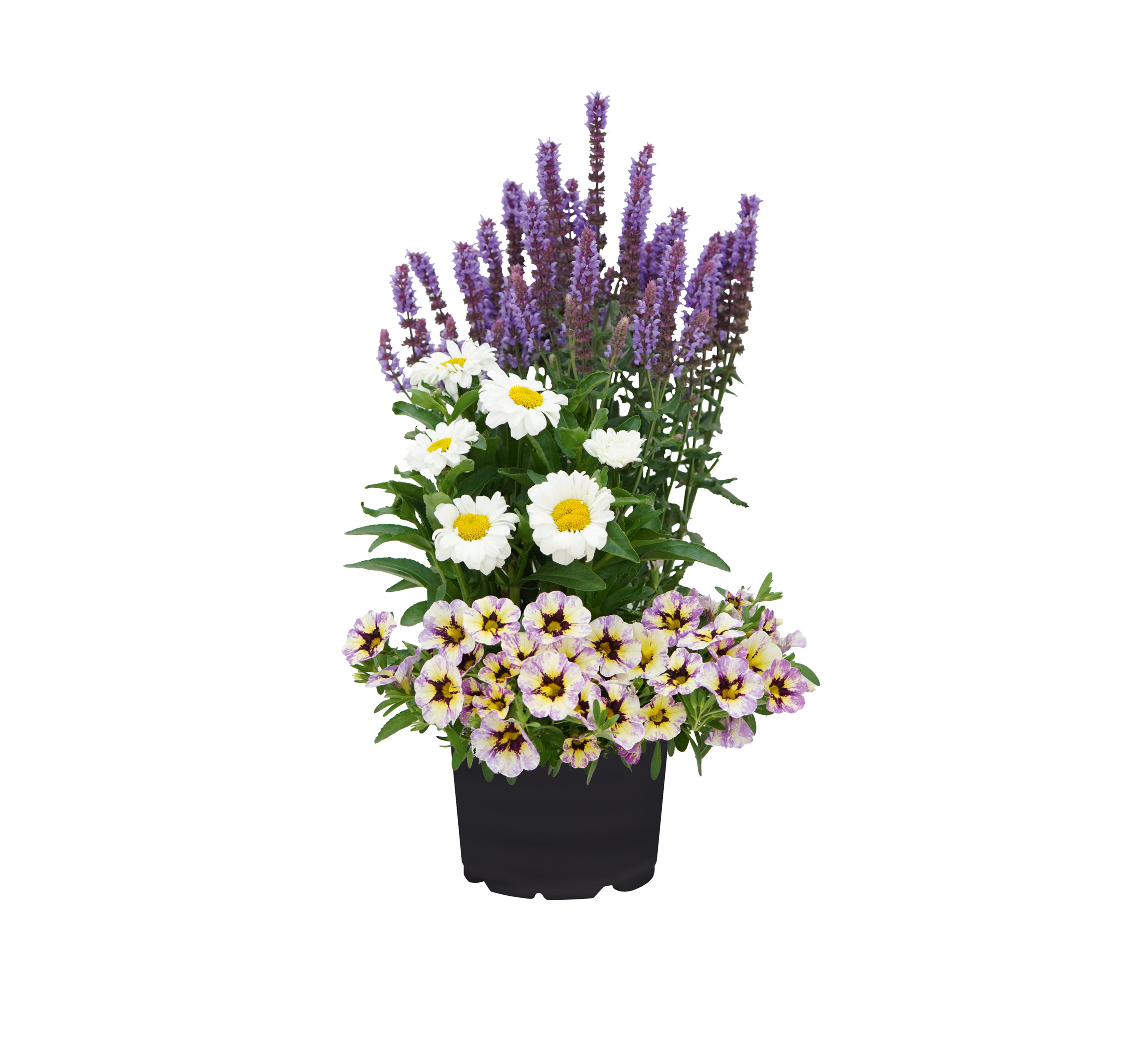 Bloomatch Blueberry Bees