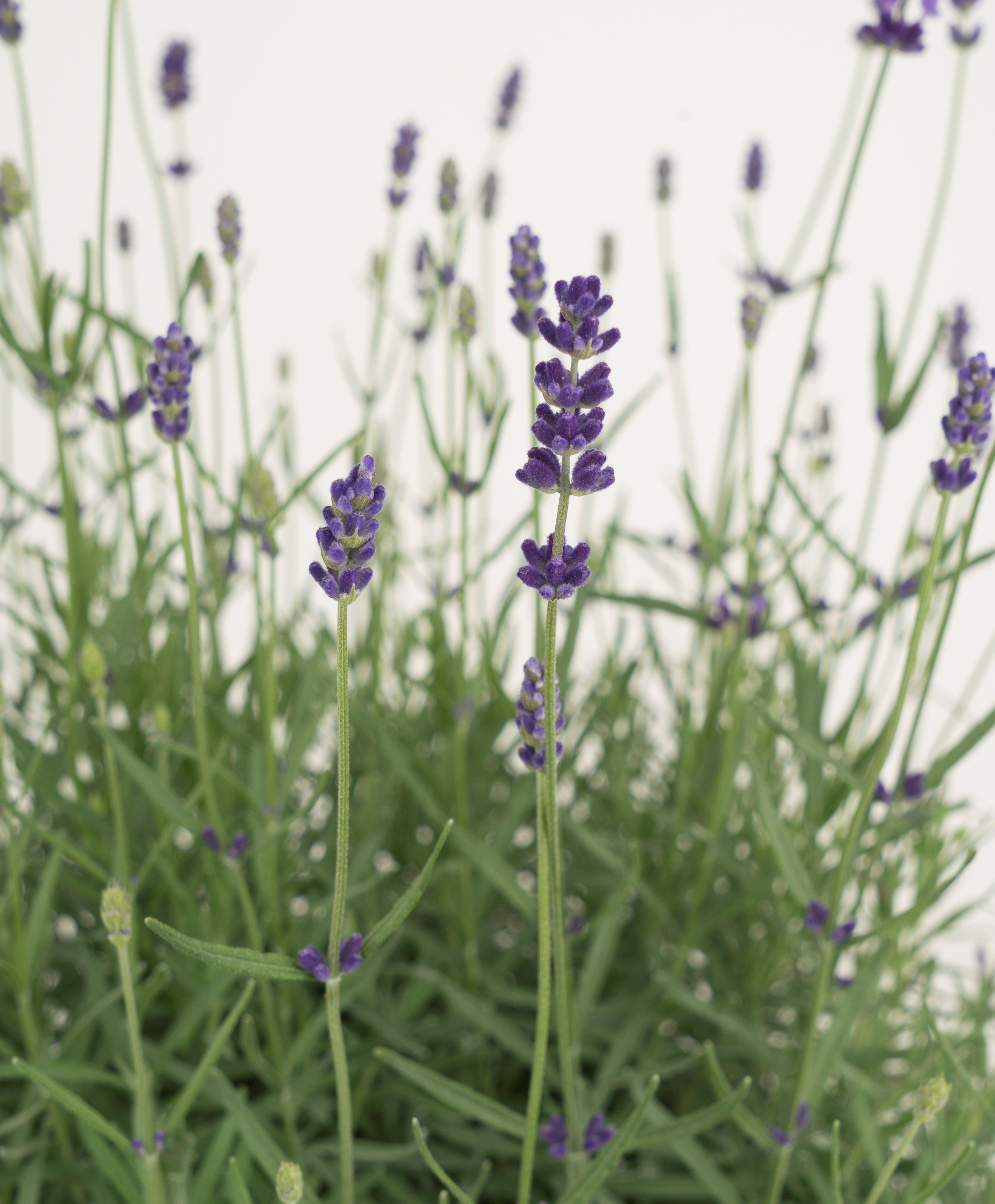 Lavandula angustifolia LaDiva