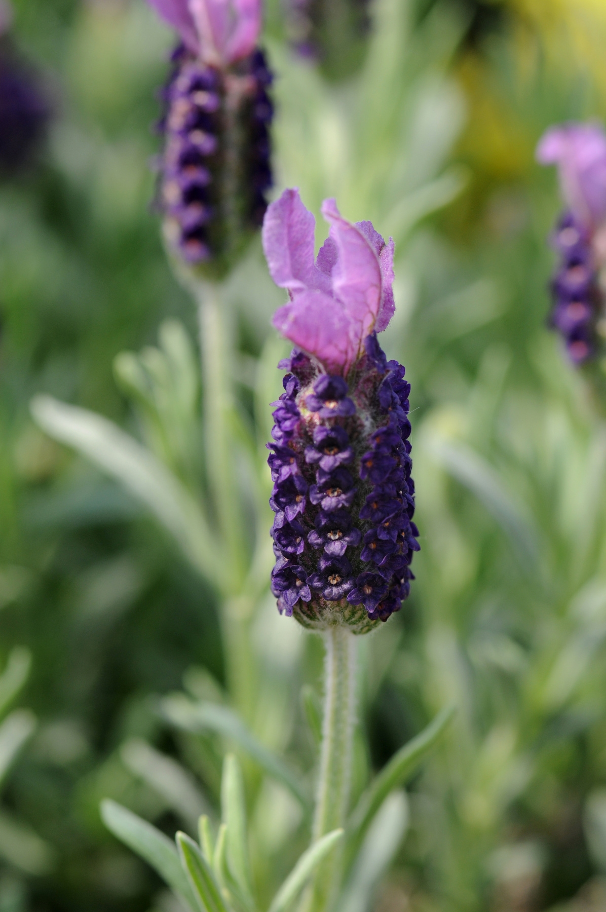 Lavandula stoechas LaDiva