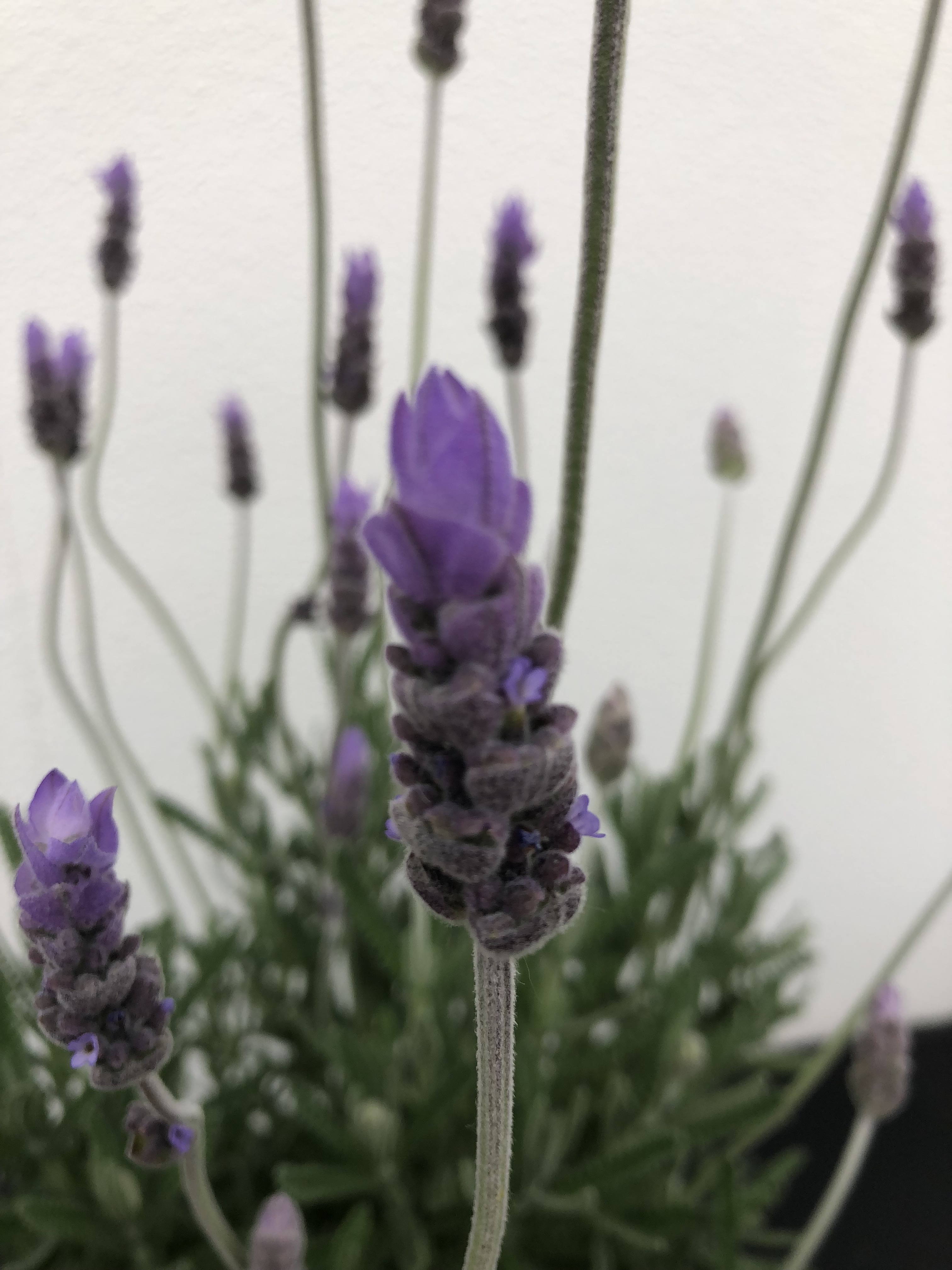 Lavandula dentata LaDiva Imperial