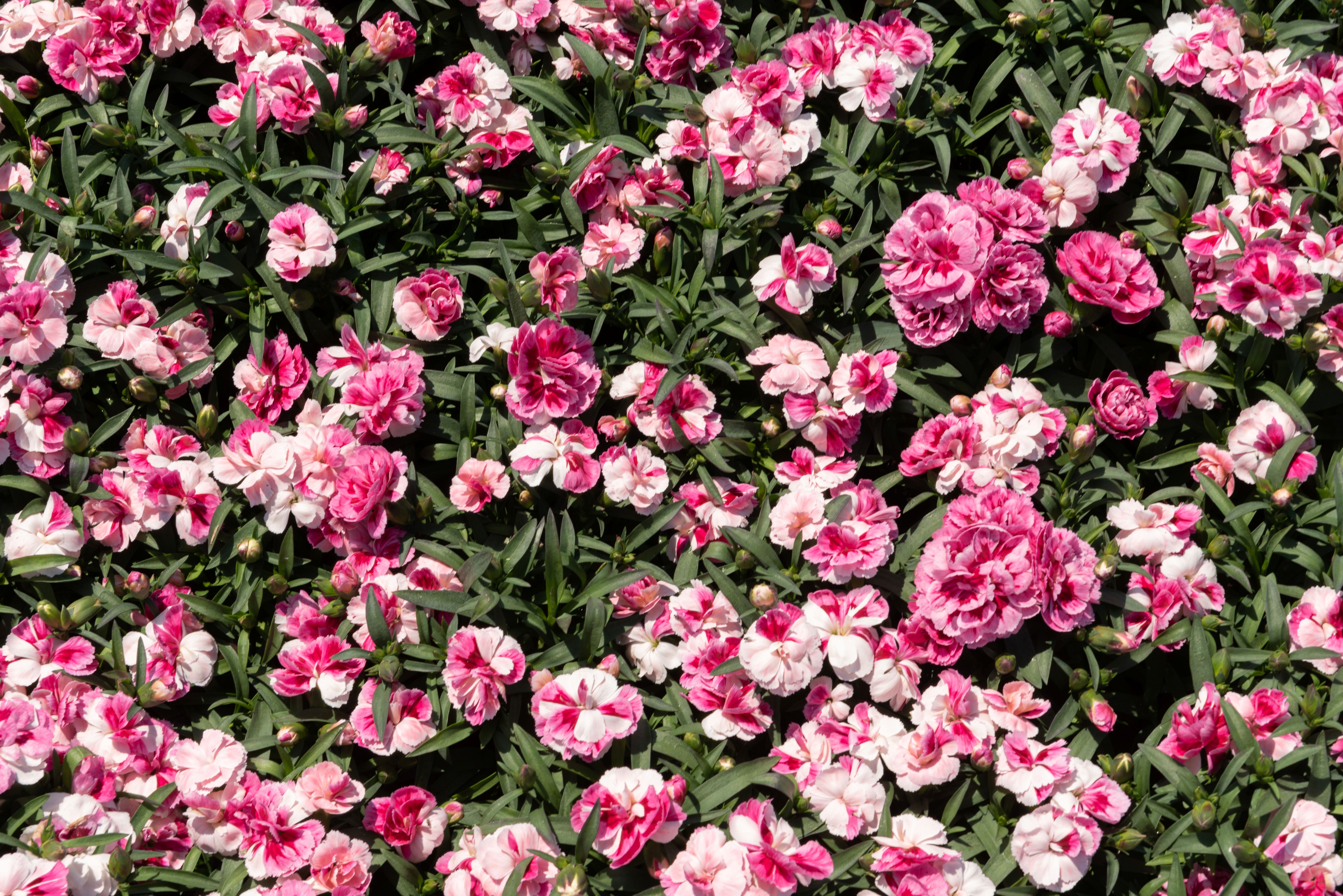 Carnelia® Pink & Proud, Red & Proud