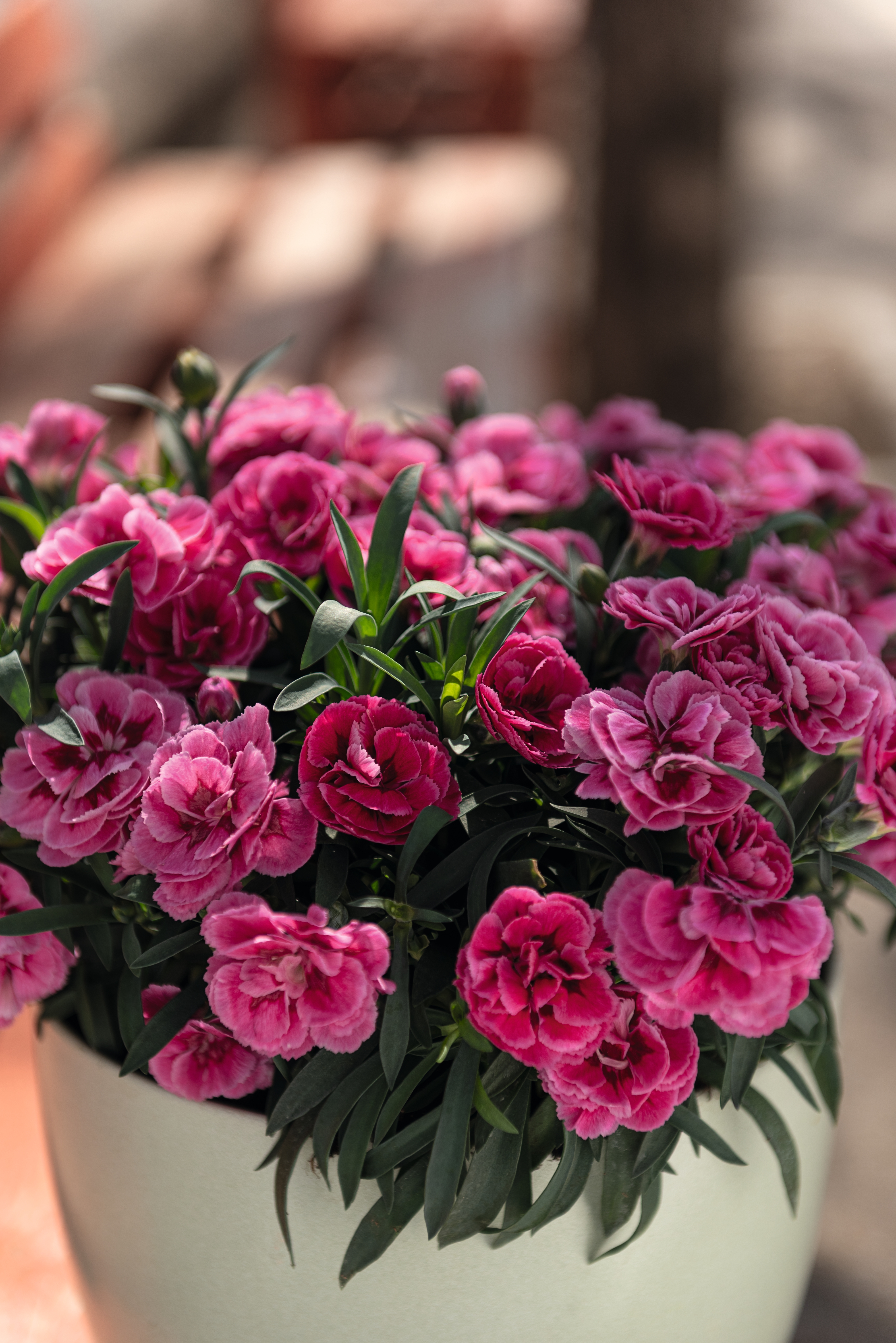 Carnelia® Spring Festival