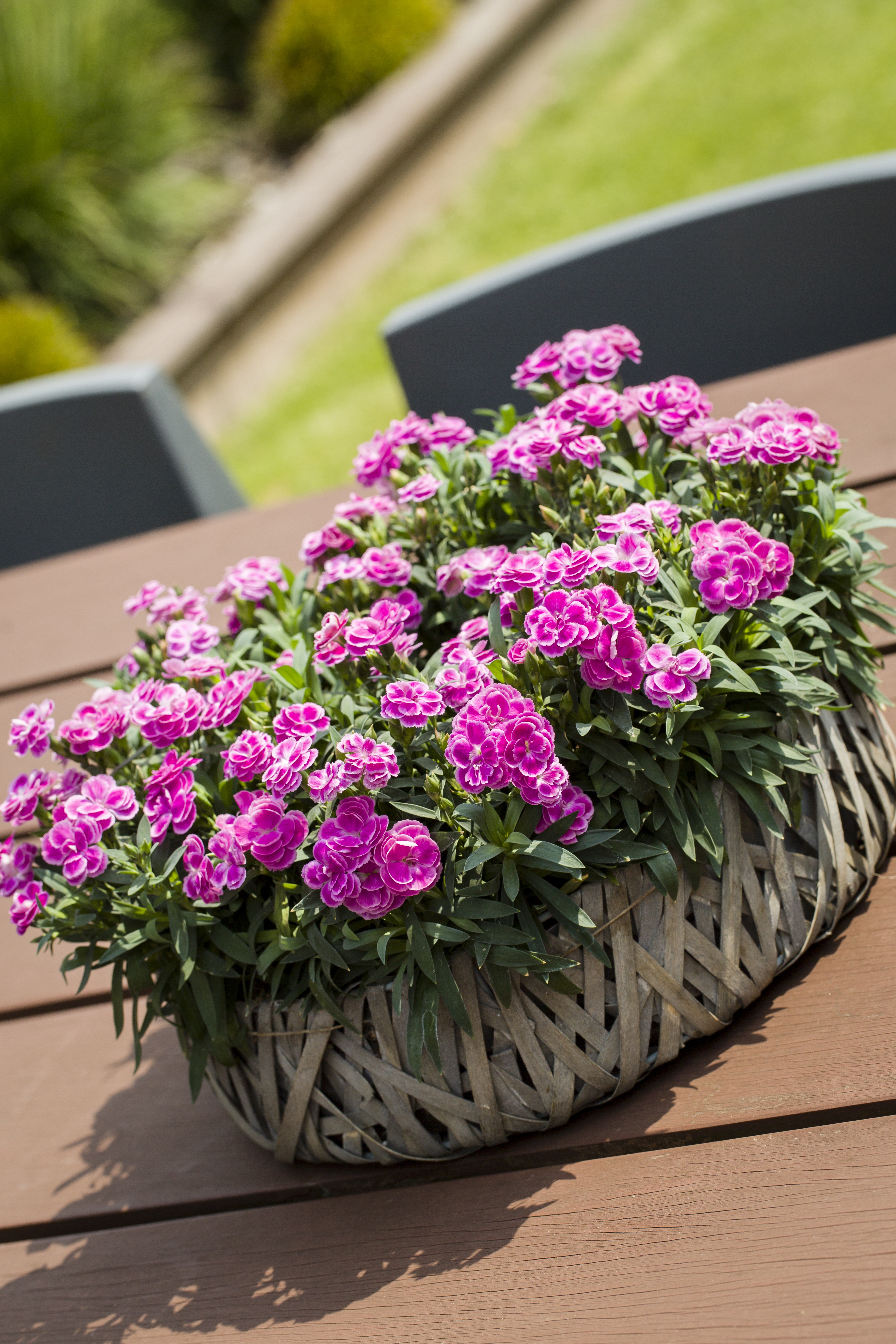 Carnelia® Peman (Overwintered selection)