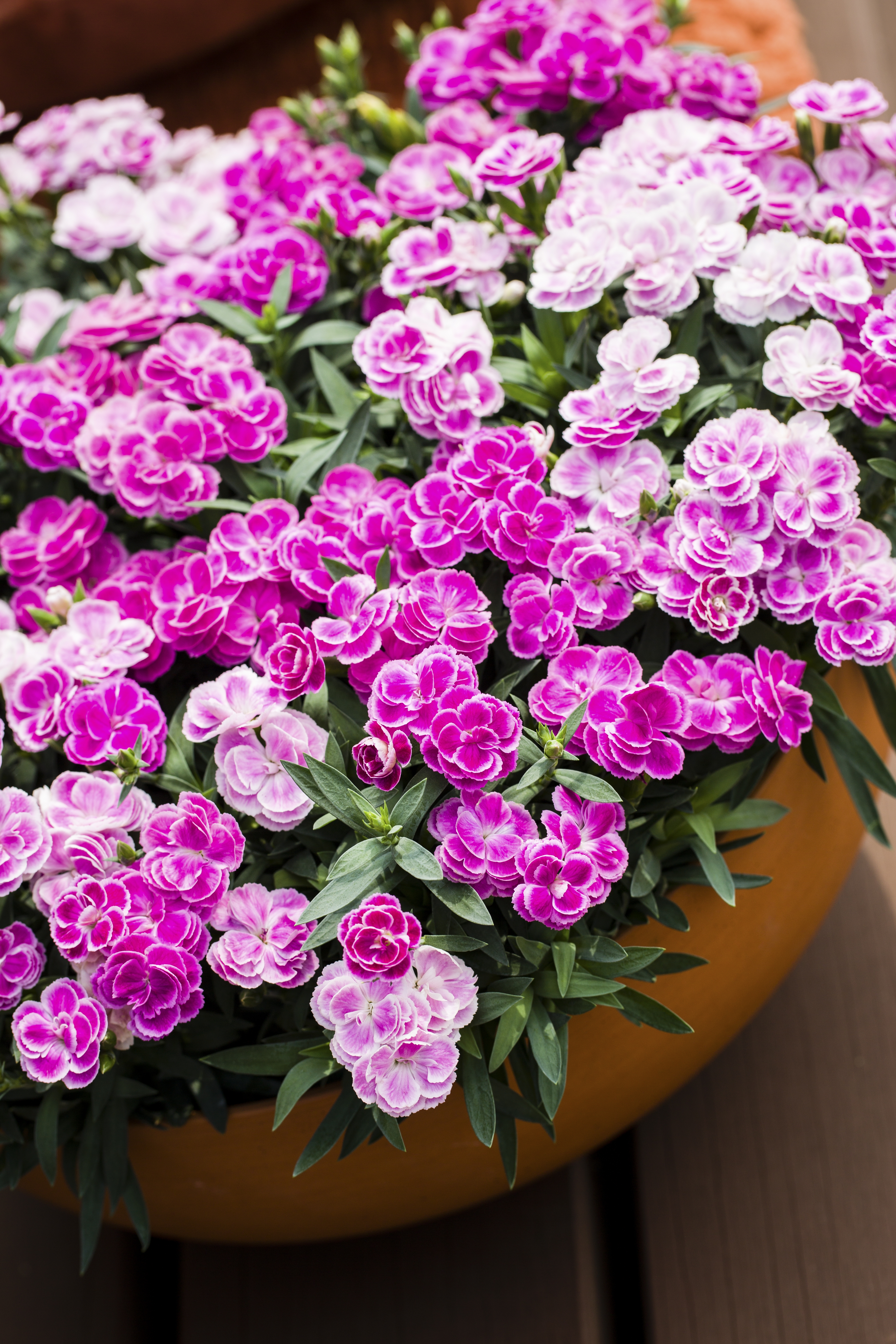 Carnelia® Confetti Garden®