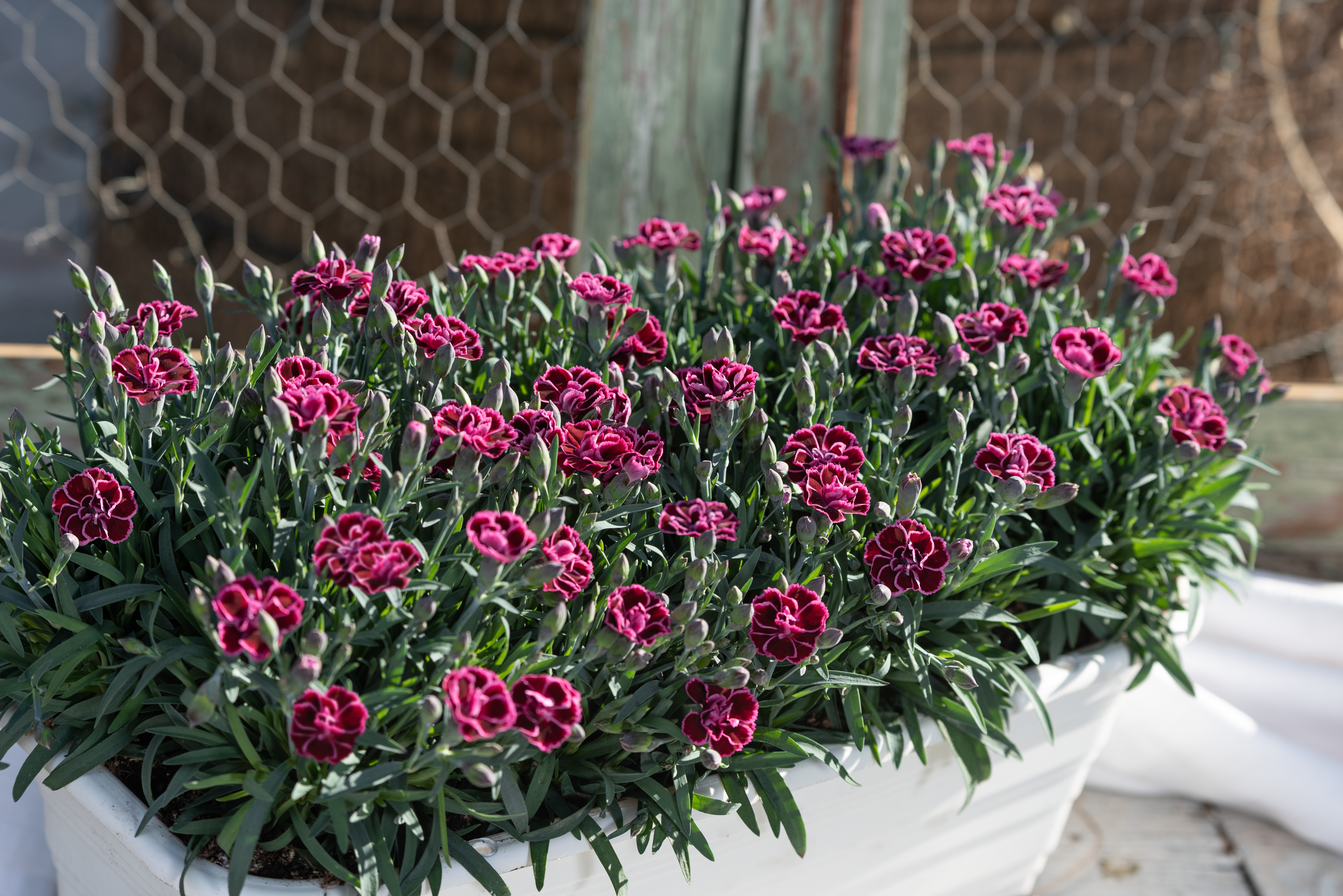 Carnelia® Viva Magenta