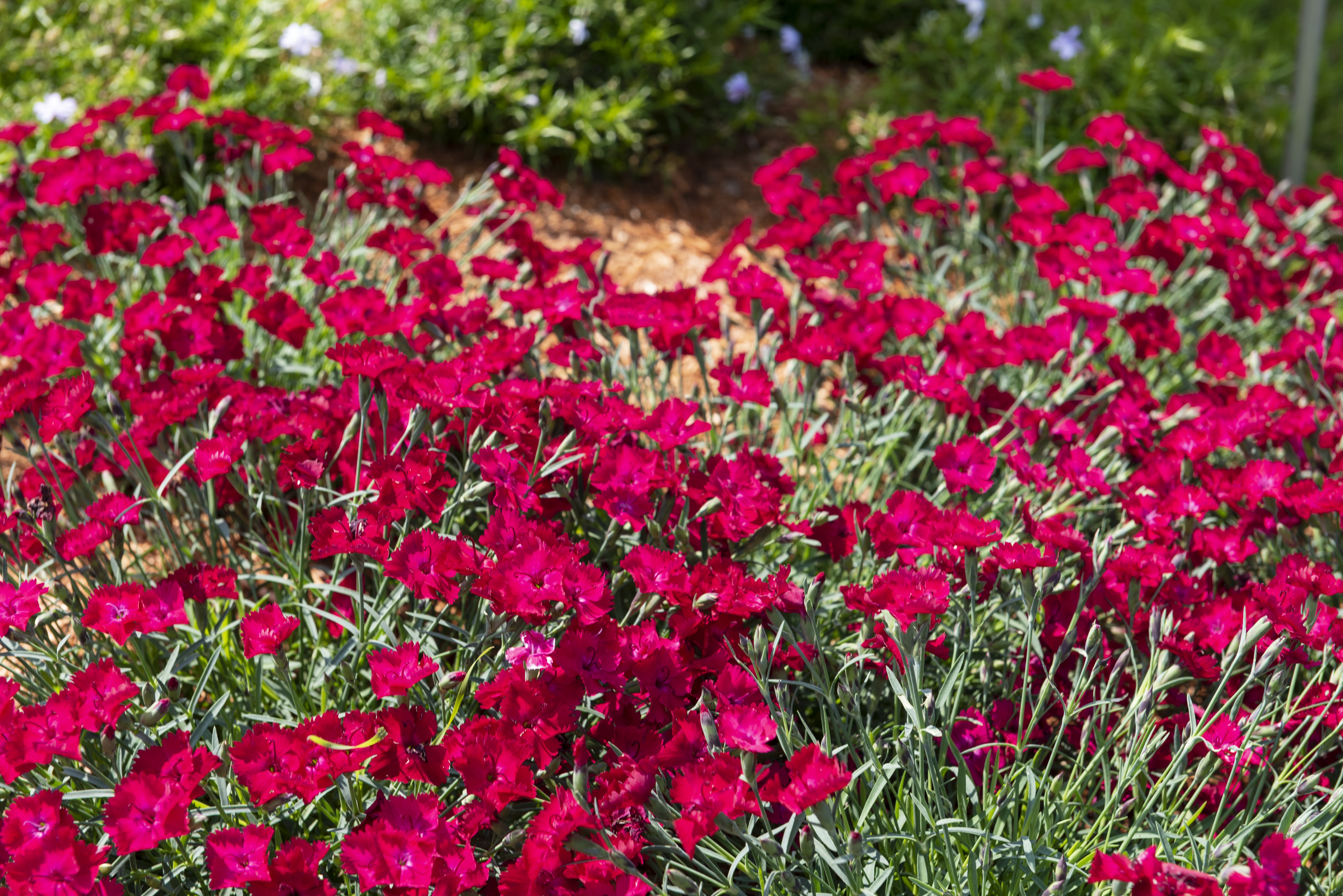 Carnelia® Perennial Types