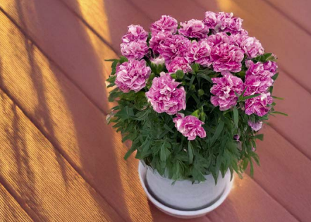Carnelia® Oriental
