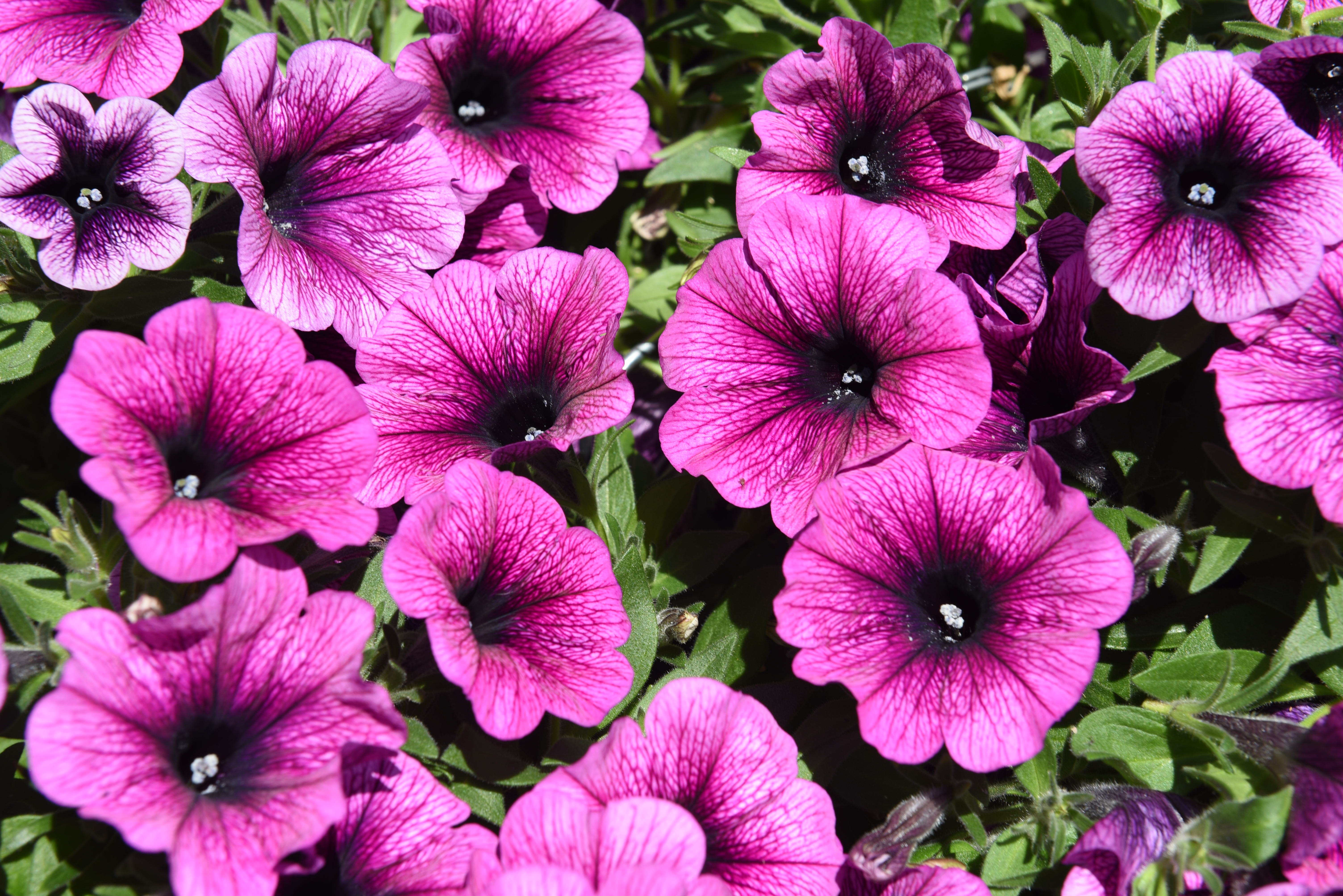 Petunia Sweetunia® Gem