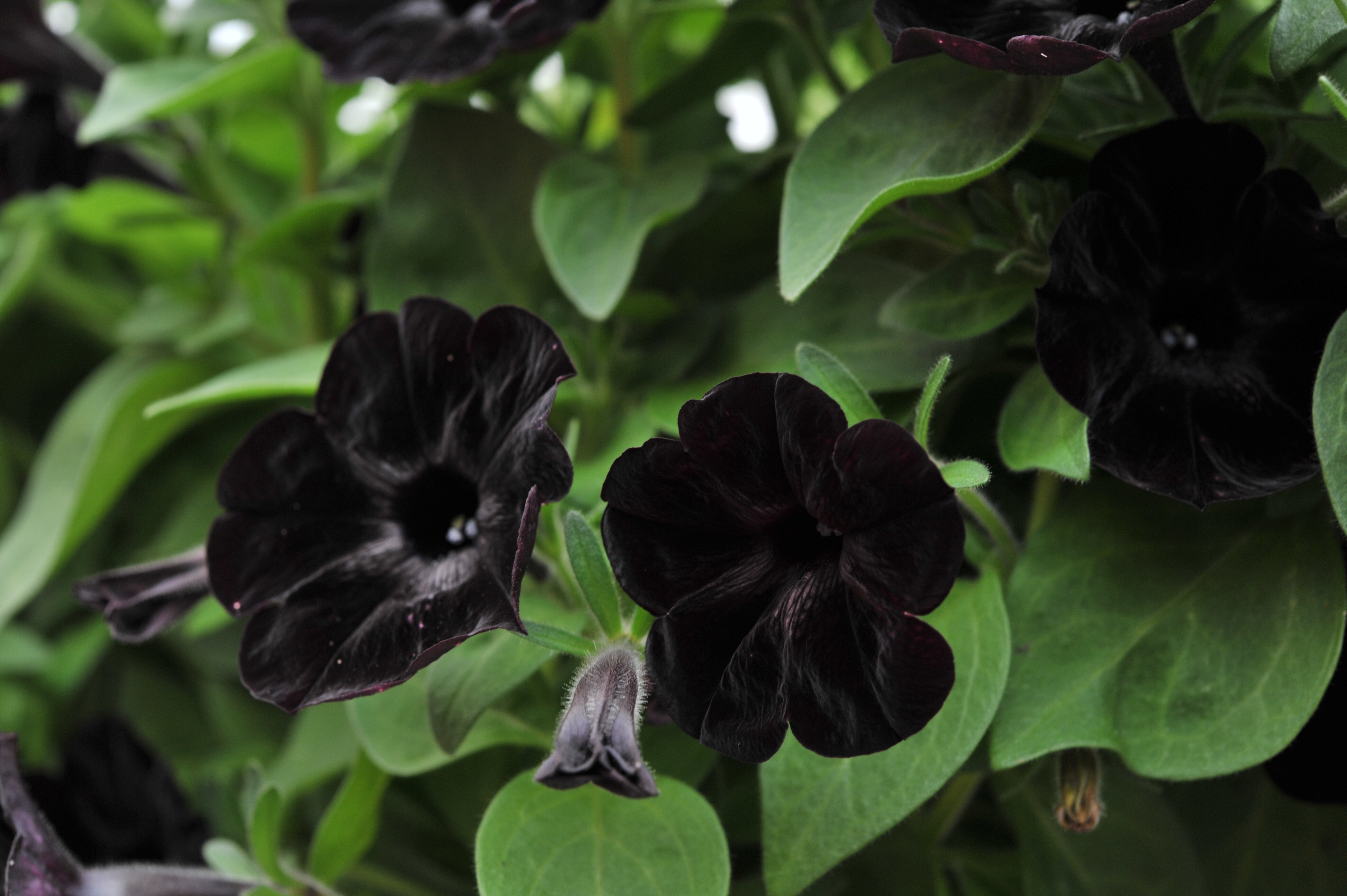 Petunia Sweetunia®