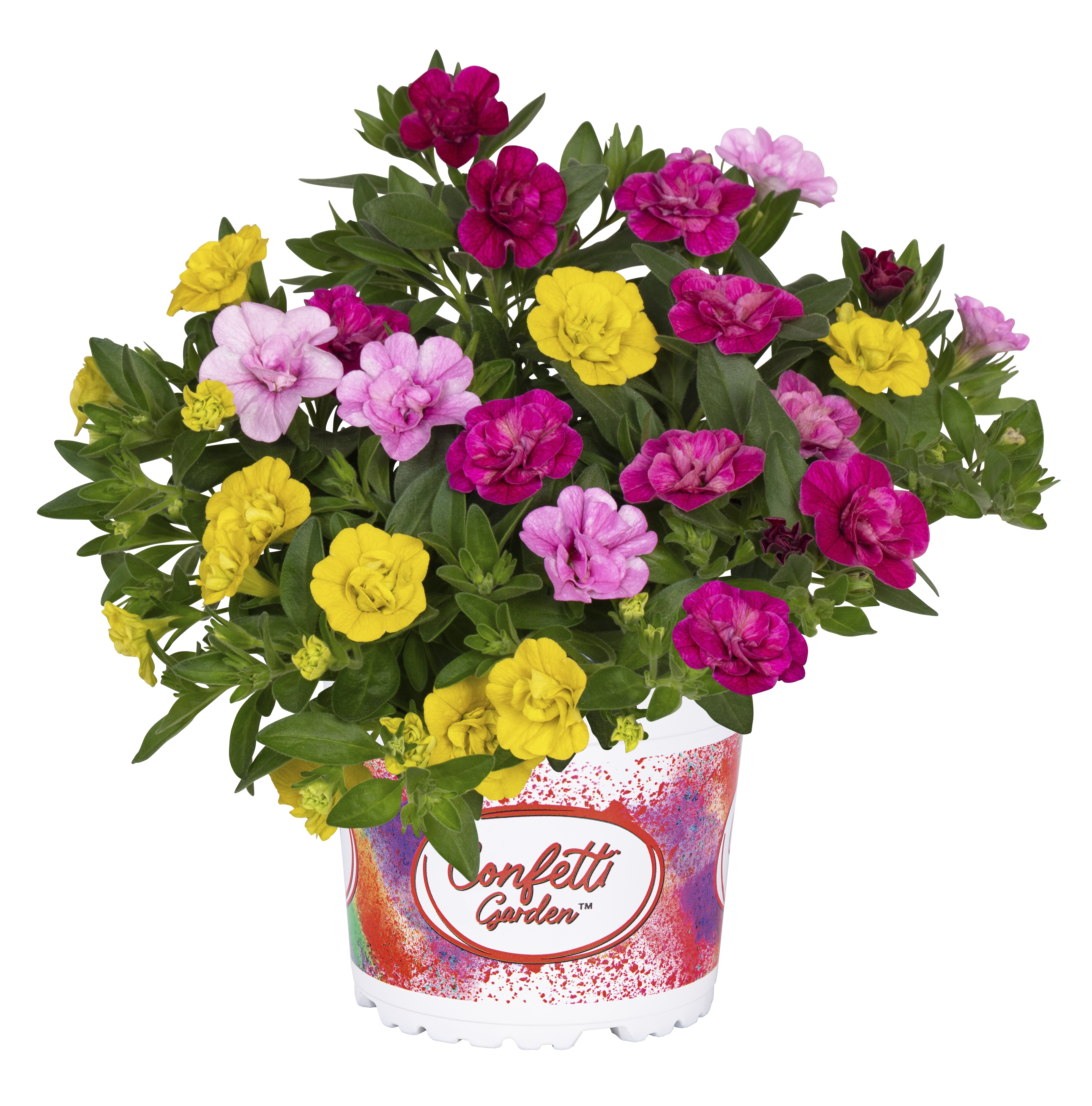 Confetti Garden® Aloha Double