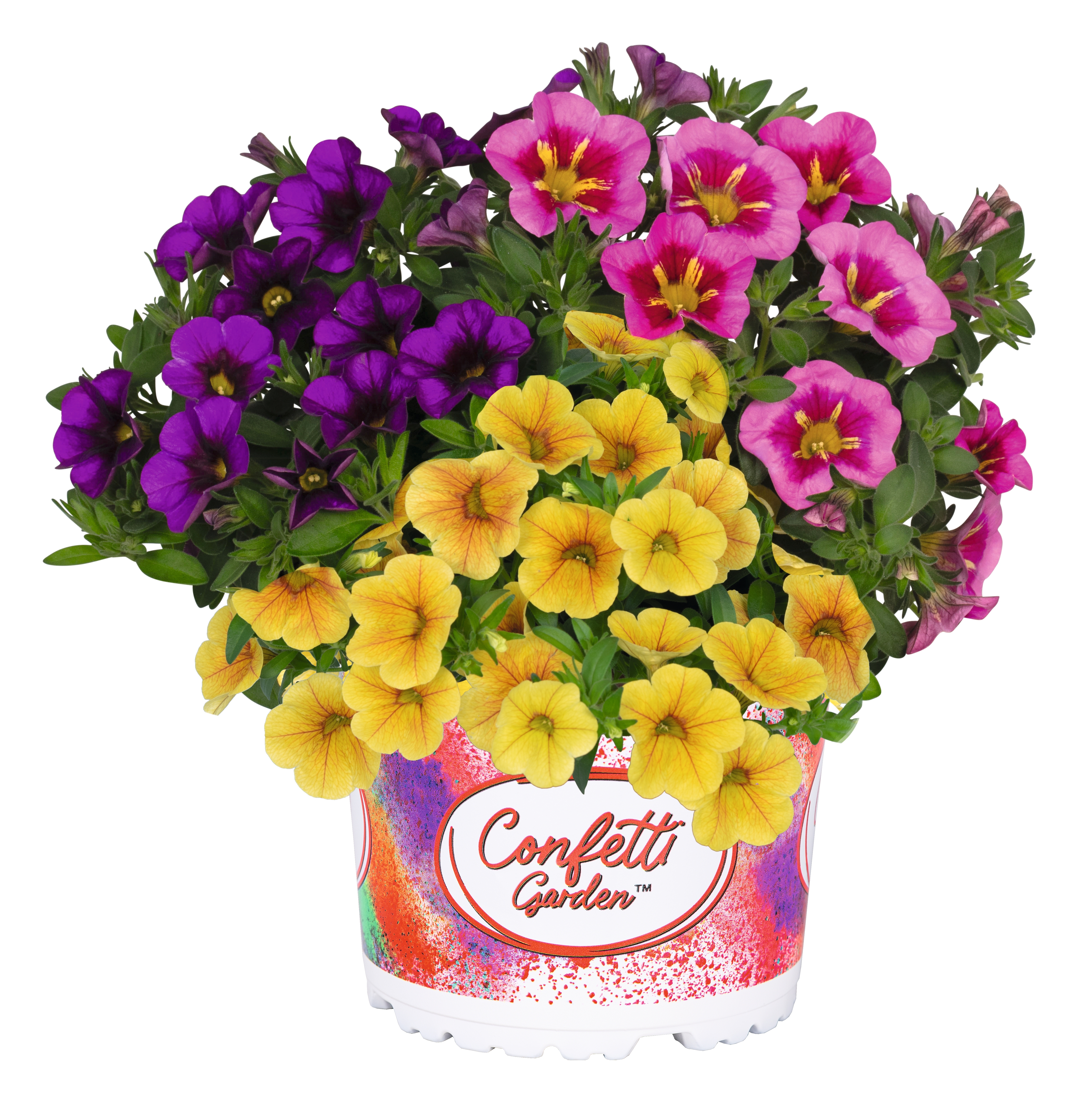 Confetti Garden® Aloha Kona
