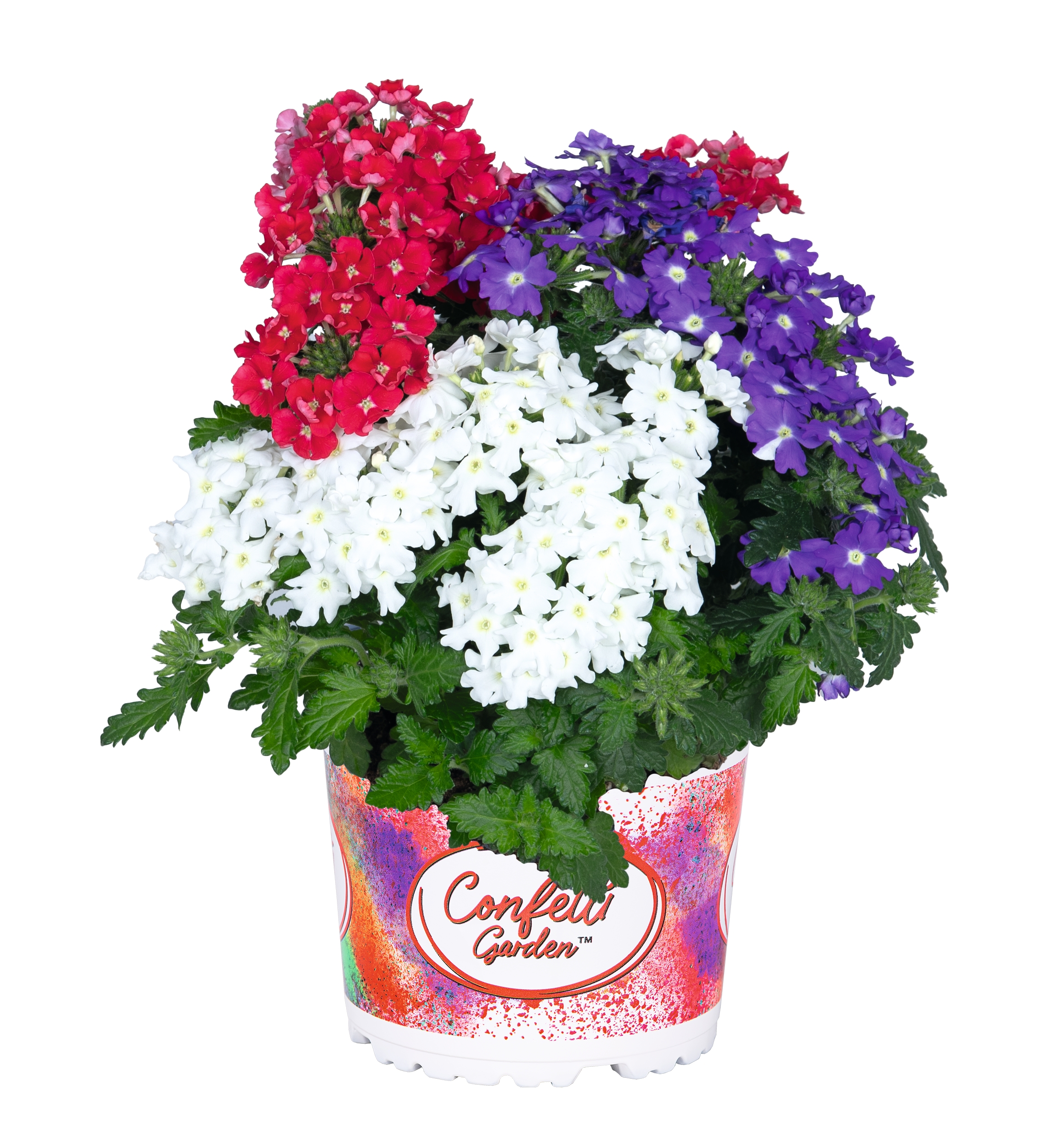 Confetti Garden® Verbena