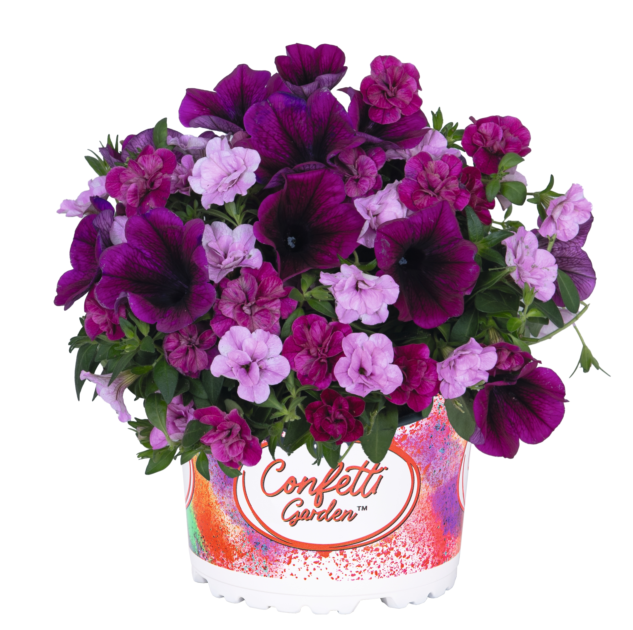Confetti Garden® Speedy