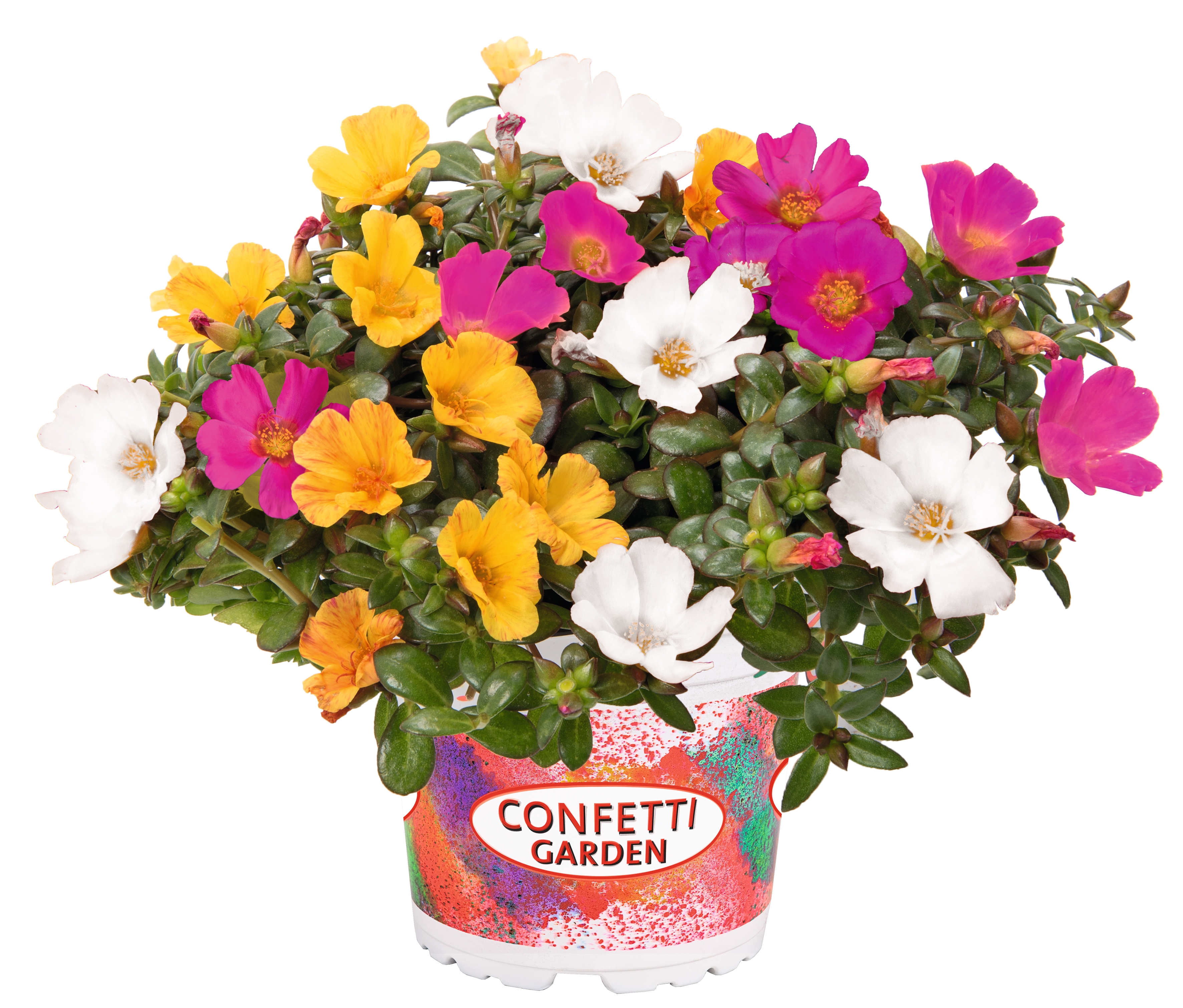 Confetti Garden® Cupcake