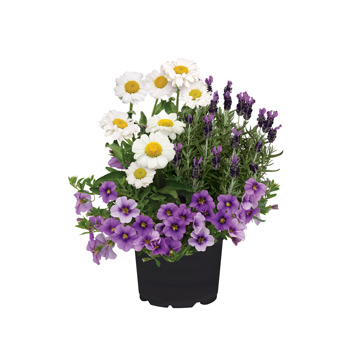 Bloomatch Lavender Flavor