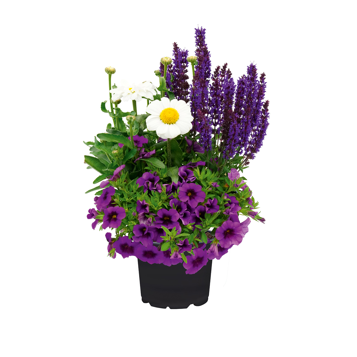 Bloomatch Purple Passion