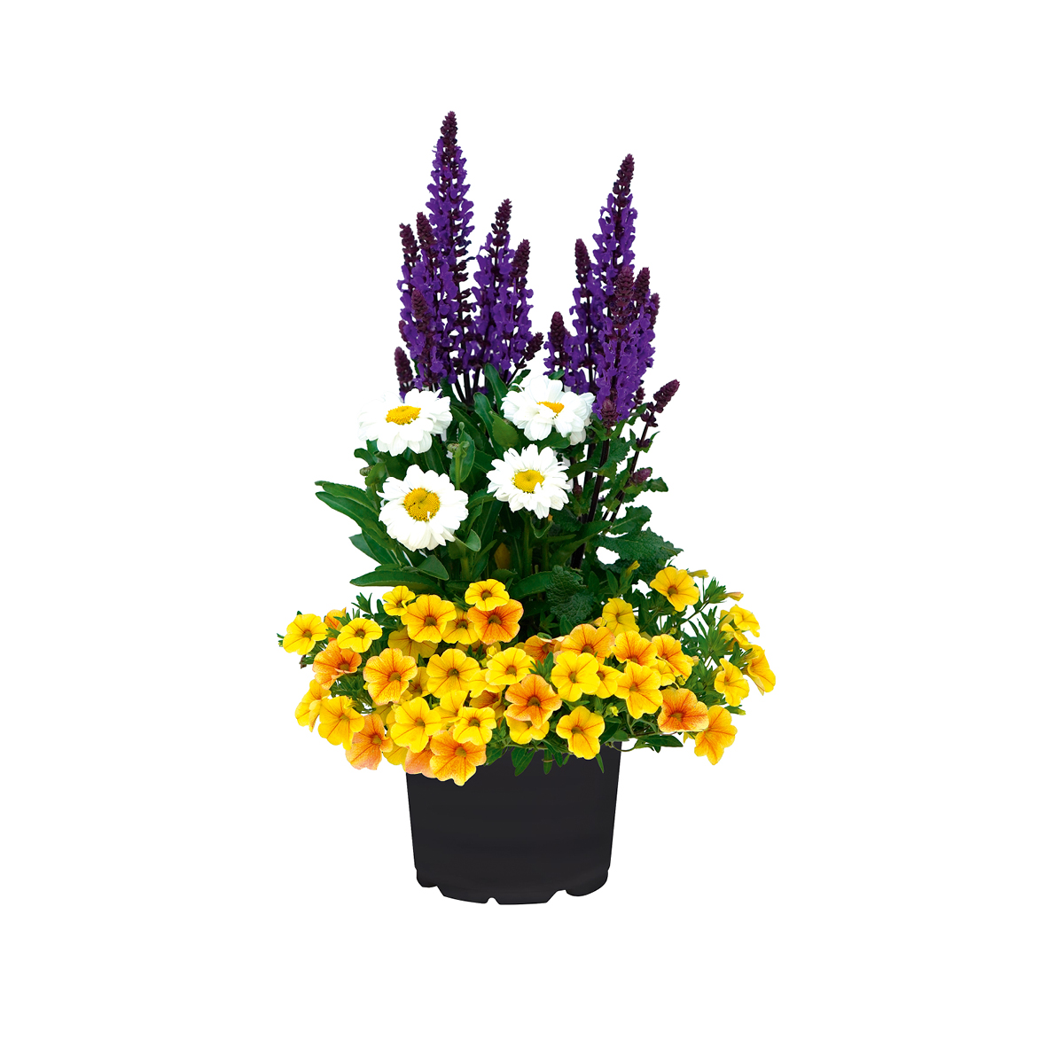 Bloomatch Yellow Emotion